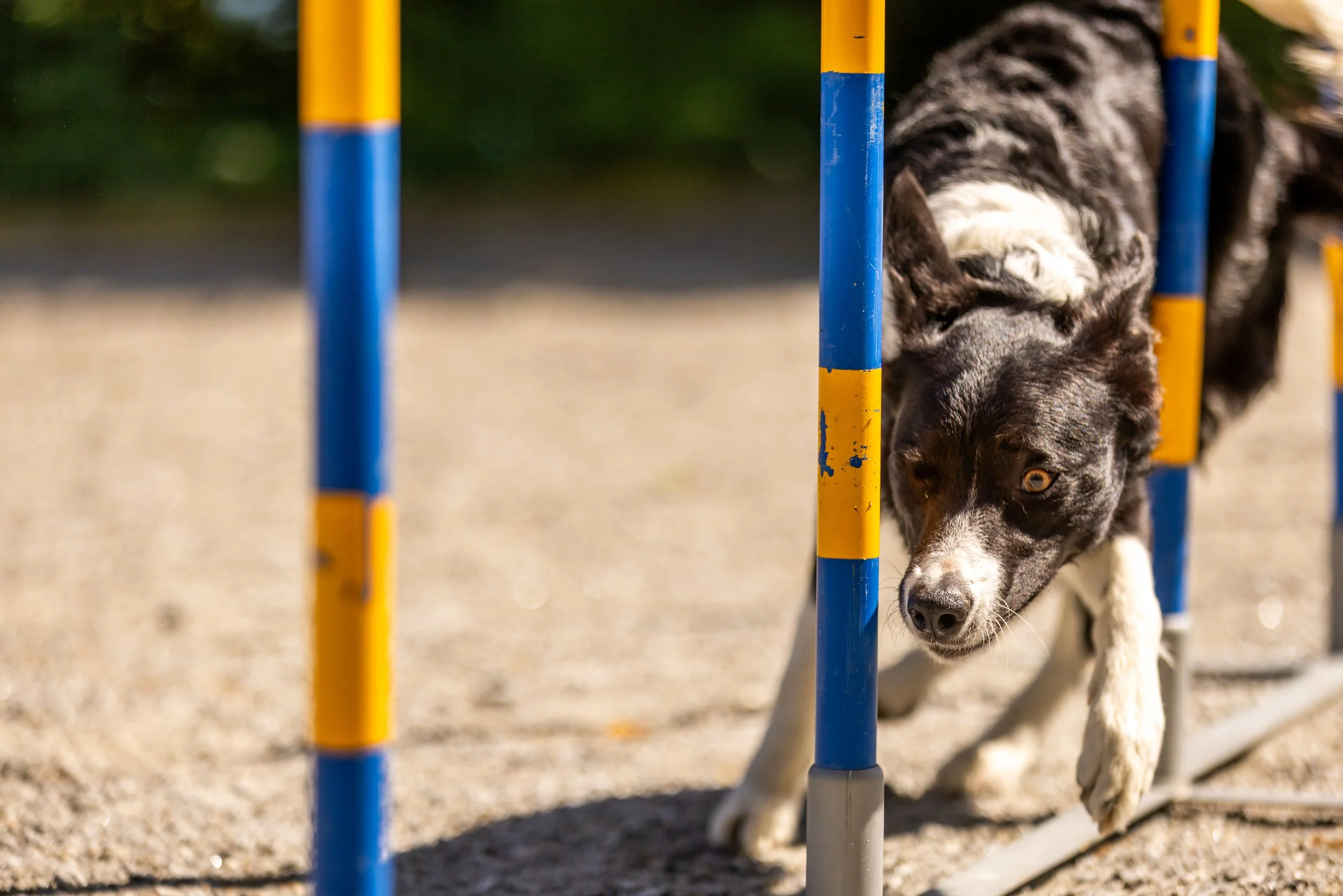 Tveit vgs HUND_ 250521-9 (1).jpg