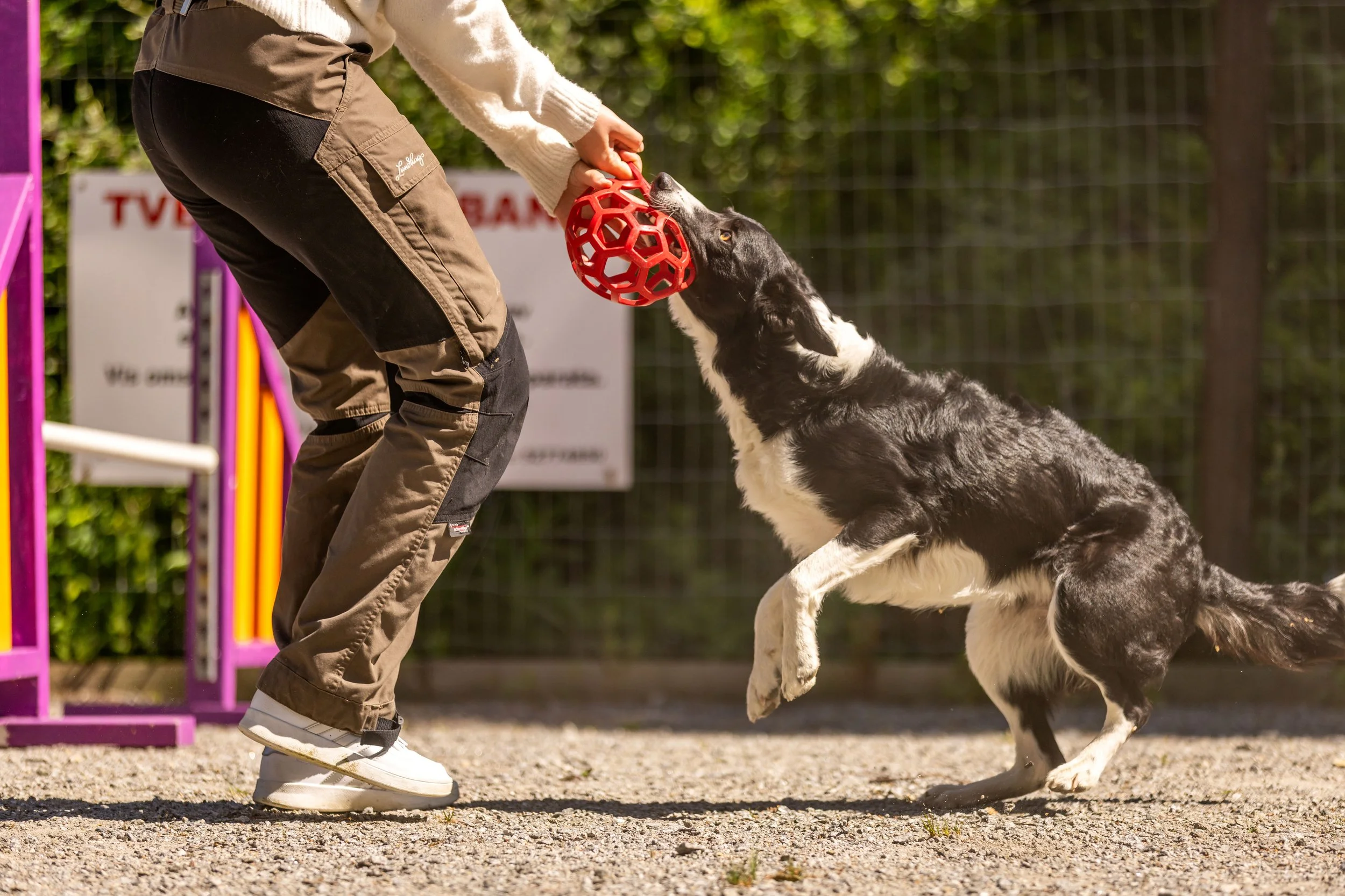 Tveit vgs HUND_ 250521-10.jpg