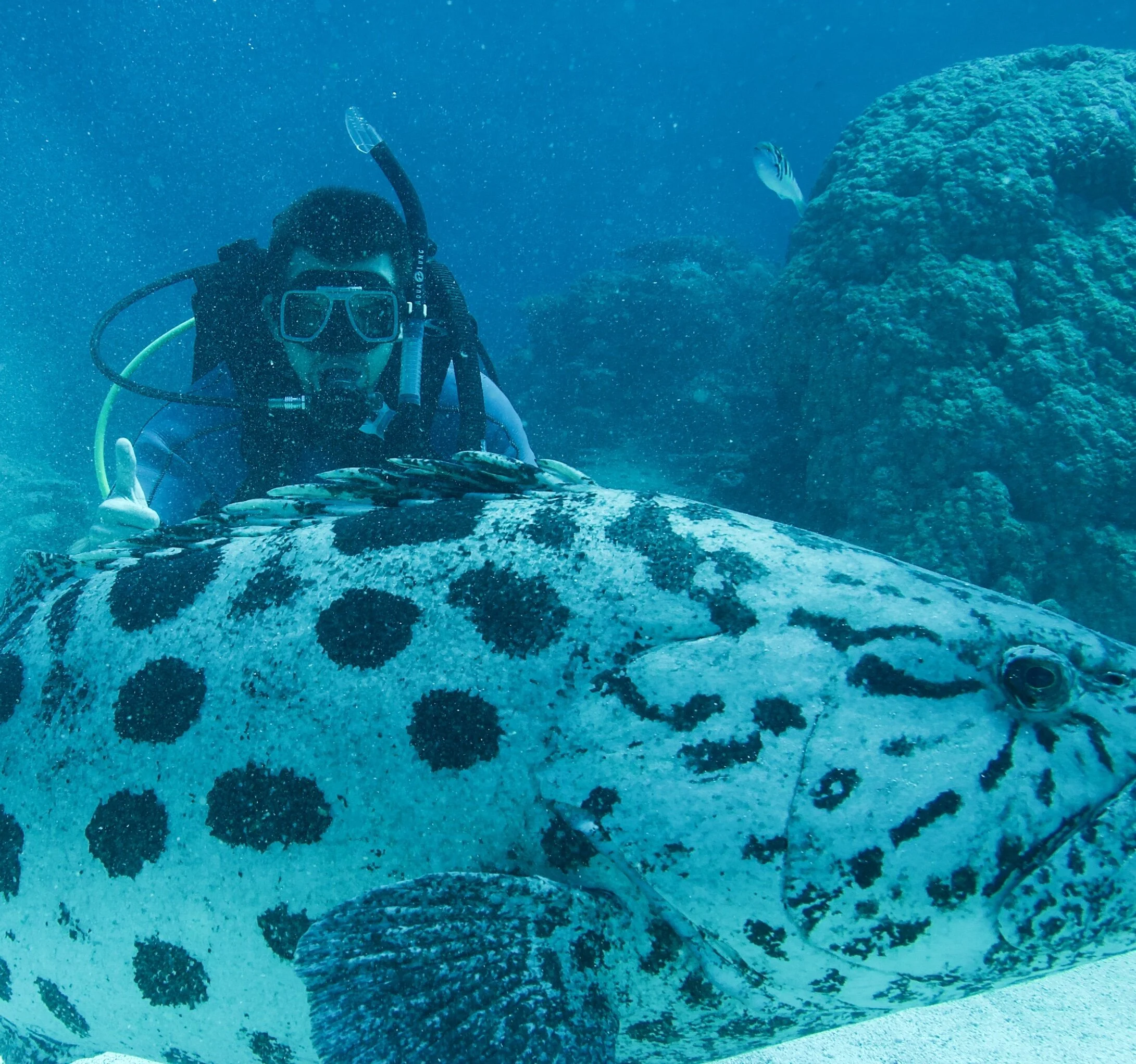  Christopher Bouton, Ph.D.  Founder &amp; President 