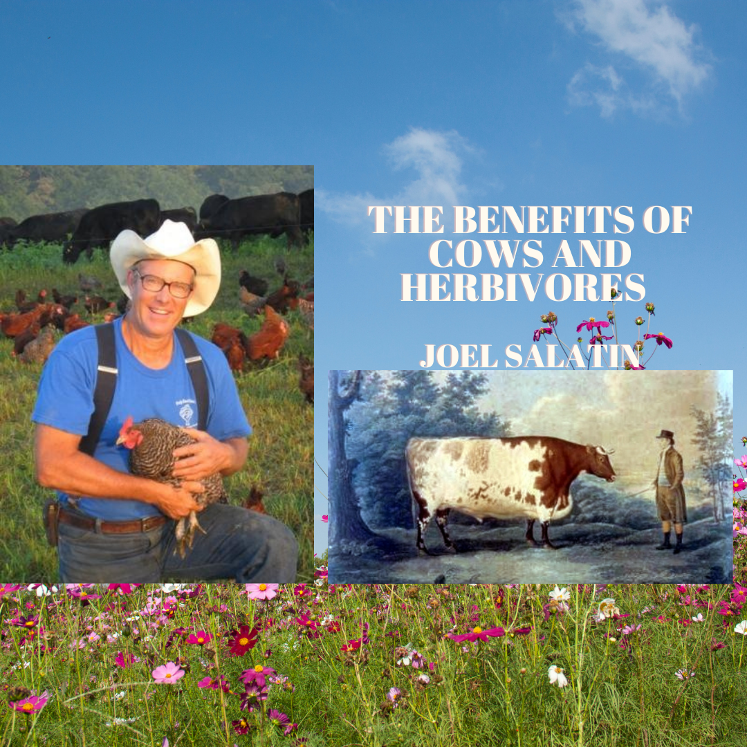 Joel Salatin on why Cows are GOOD for our Soil