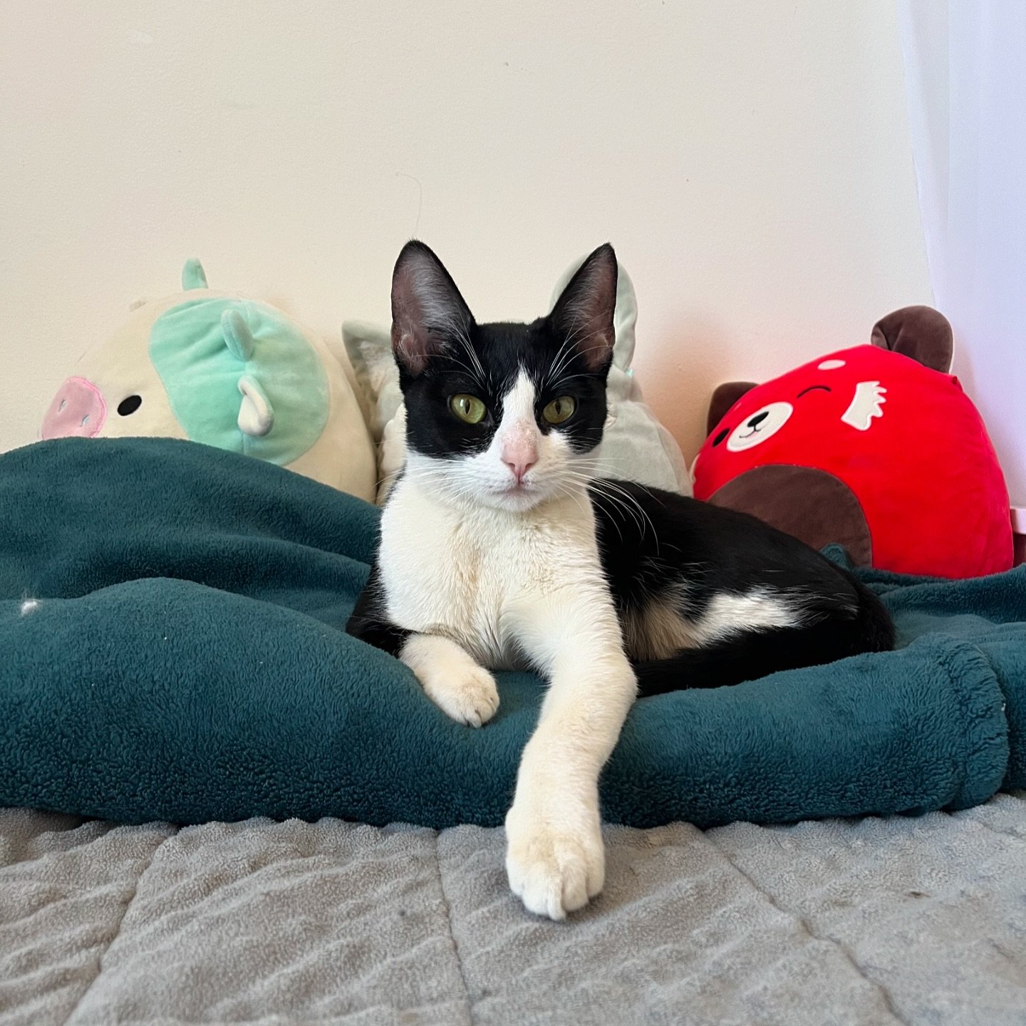 ✨ Update: Cobra has found her perfect home! Huge thank you to everyone who shared her info and helped with the forever home hunt&mdash; we are endlessly grateful and so excited for her &amp; her new human! Thanks for a 2024 Summer full of kittens, ch