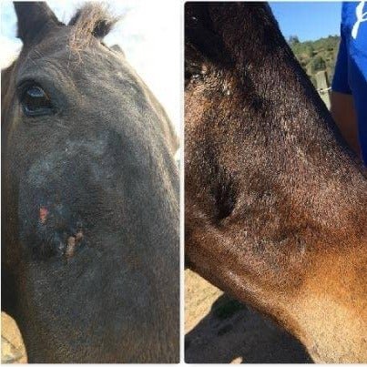 horse-dry-itchy-skin-treatment_2000x.jpeg