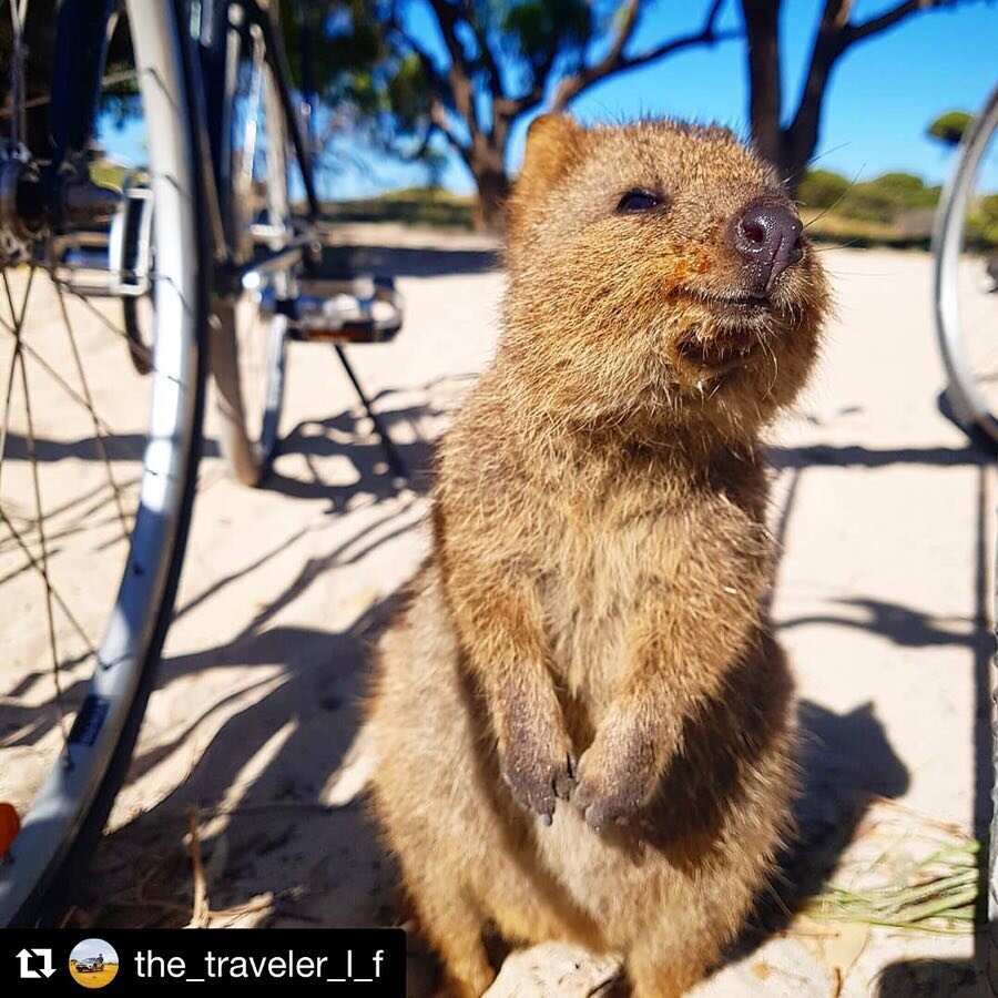 Good morning #Perth 🤗 Are you enjoying #sundayfunday as much as I am?
&bull;
In celebration of me being home I thought I would share this incredible photo take by @the_traveler_l_f of this gorgeous little #quokka ❤️
&bull;
I can&rsquo;t help but smi