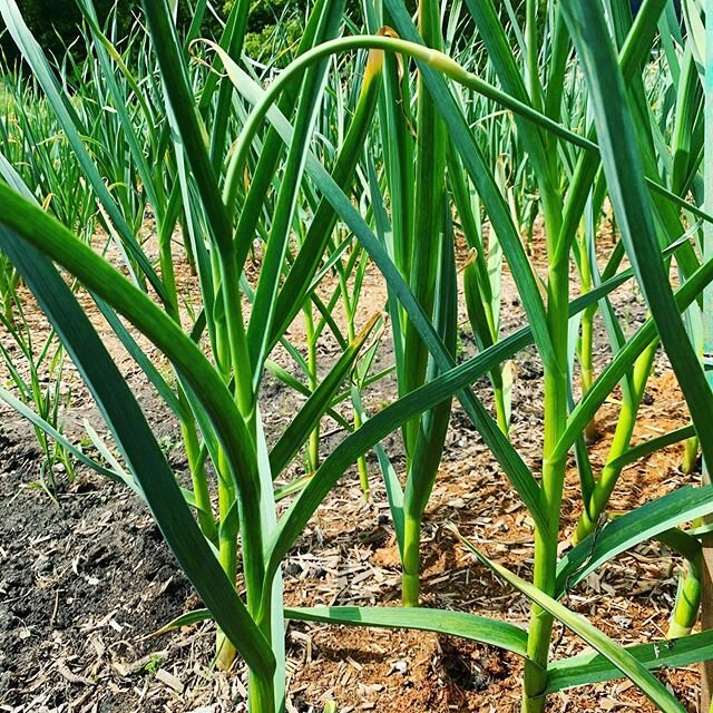 Our delicious garlic scapes 🧄 will be ready for your consumption in about a week. Visit our website or drop us a line for pick ups ☎️ 📧 #garlicscapes #garlicscapepesto #garlicscapeseason #hardneckgarlic #garlicchef #localbusiness #localgarlic #loca