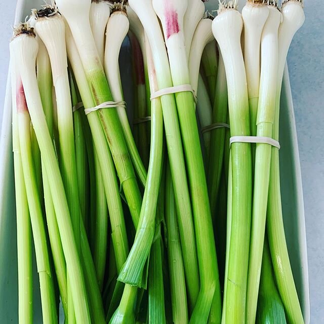 Have you ever tried fresh spring garlic shoots in your home cooking? They are DELICIOUS I must say 😀 #springgarlic #garliclovers #greengarlicrecipe #greengarlicsoup #lumbybc