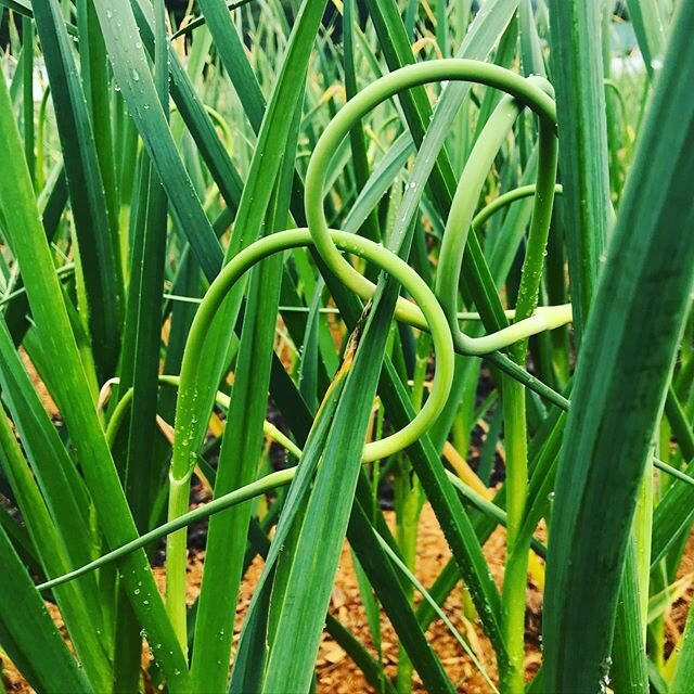 Entering peak scape season! 🔗 #garlicscapes #abundance #garlicfarm #cookingwithscapes #springgreen
