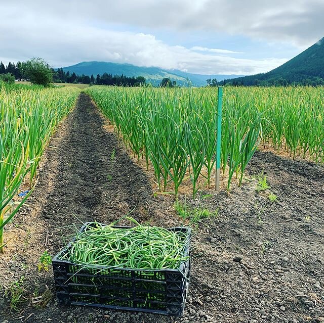 Our 6am scape picking party woohoooo🎉😋 #garlicscapeseason #garlicscapes #lumbybc #garliclovers #garlicscapepesto #supportsmallbusiness #supportfarmers
#thankyoumothernature #letthesunshine