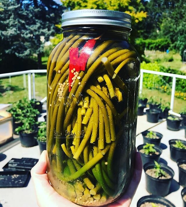 The pickled scape experiments continue! 🌶 #pickledscapes #caesargarnish #scapeseason #garlicfarming