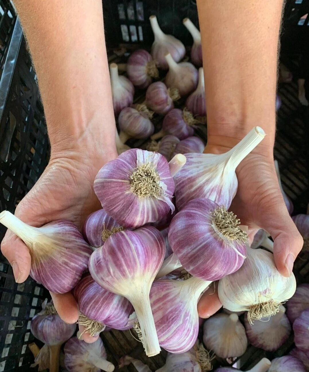 medium.red.russian.garlic.2020.jpg?format=2500w