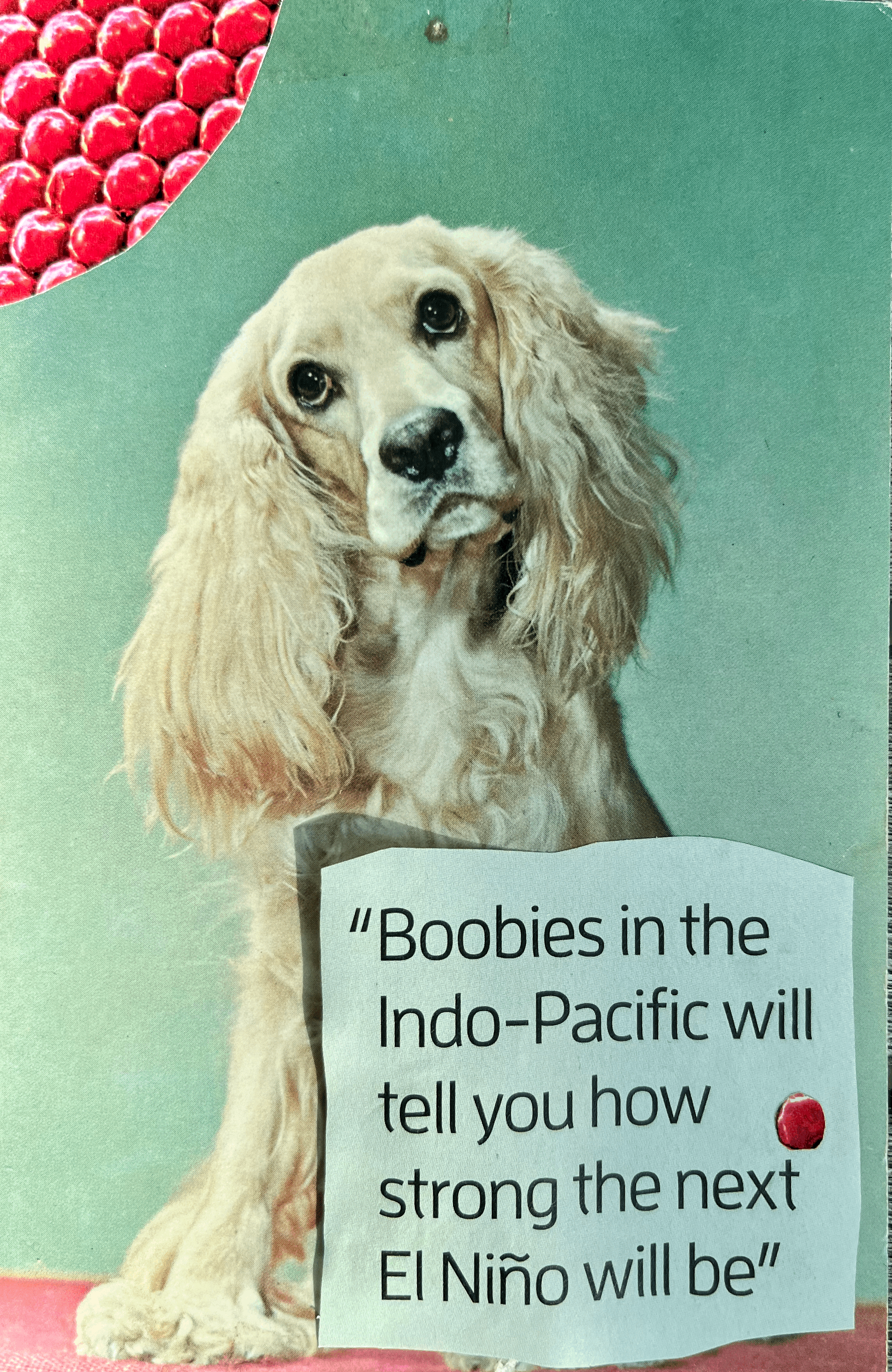 Boobies (Copy)