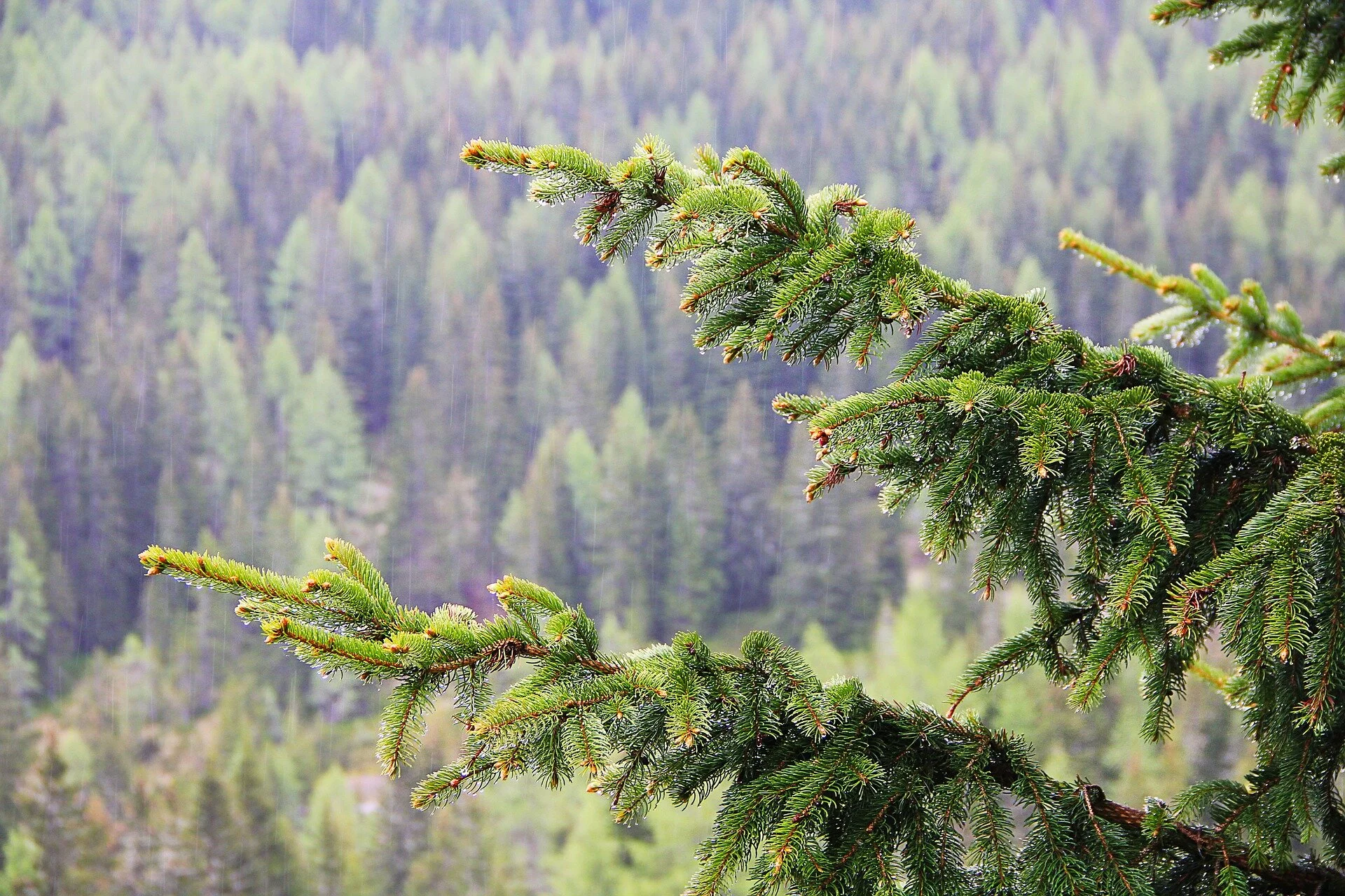 forest-823592_1920.jpg