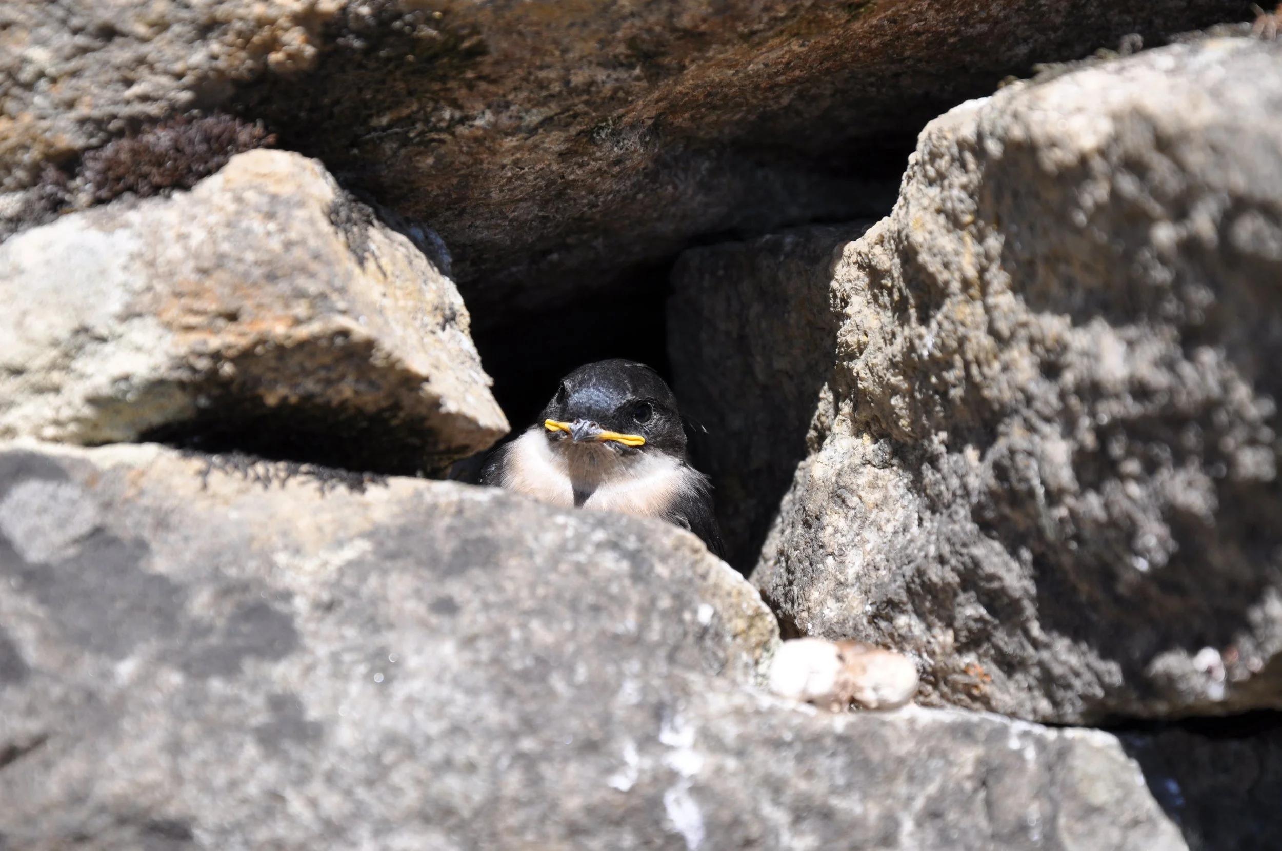 DSC_0981.JPG