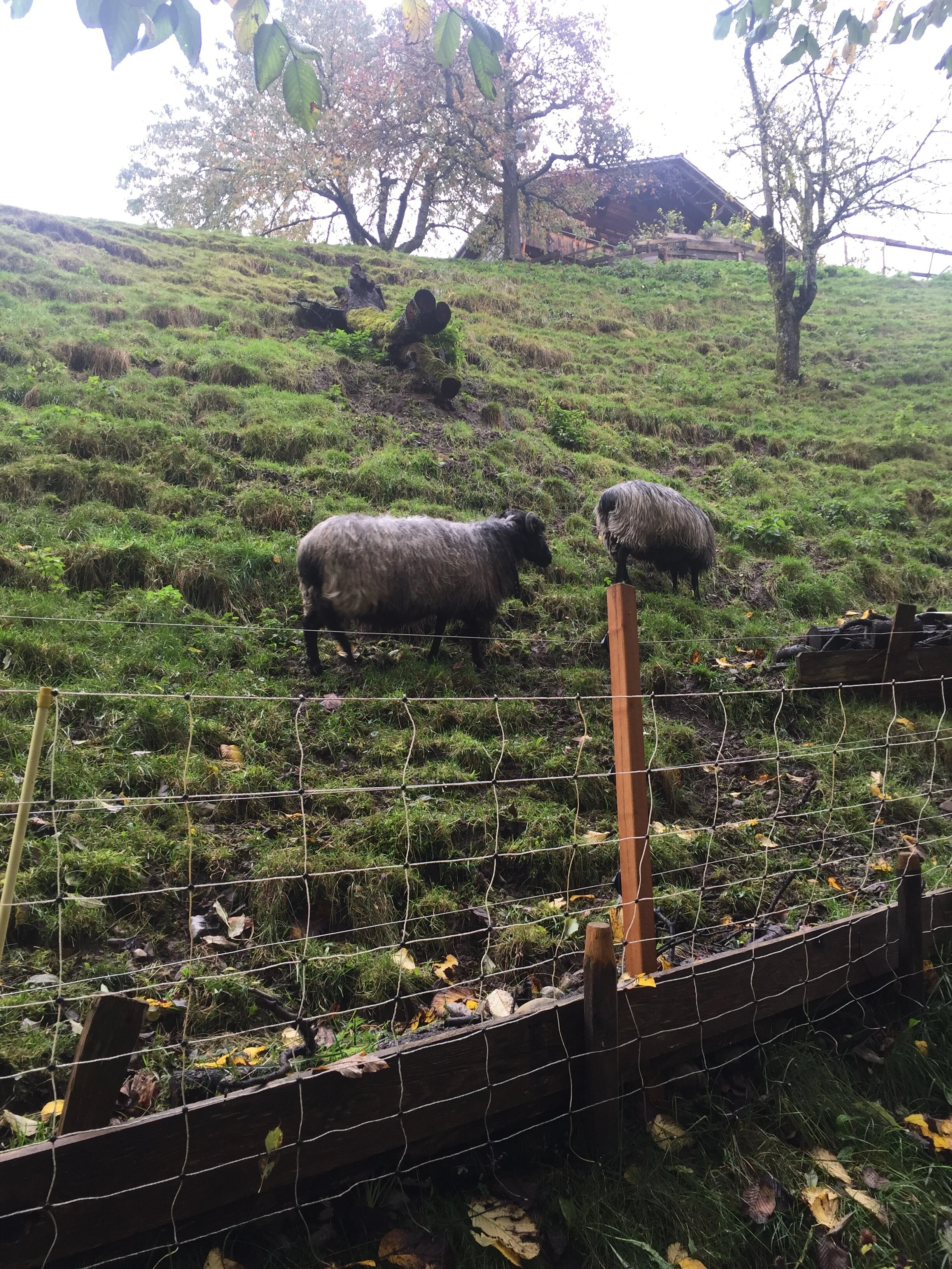 Global Communication 1.JPG