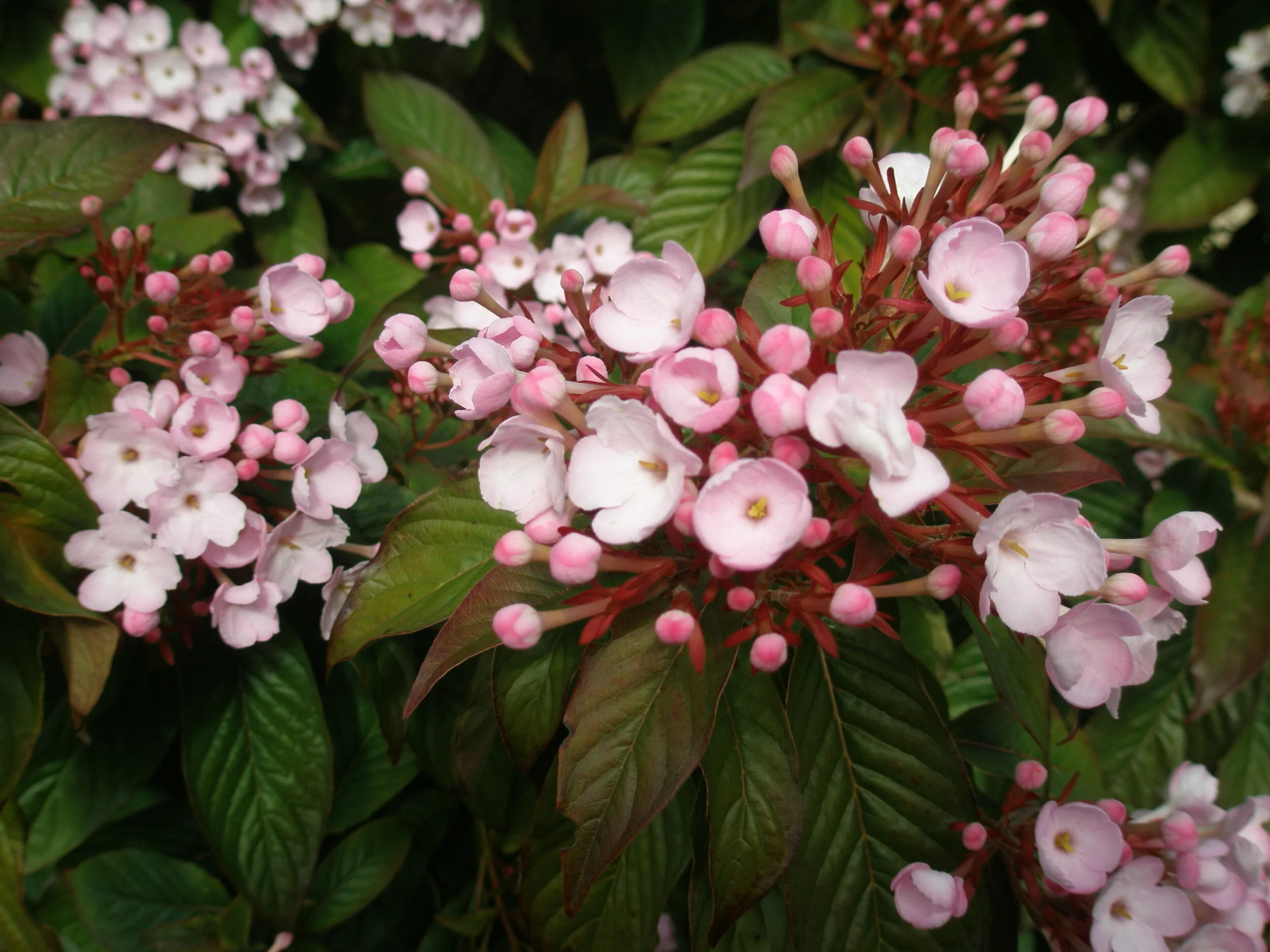 Sharing in the Carmelite Life