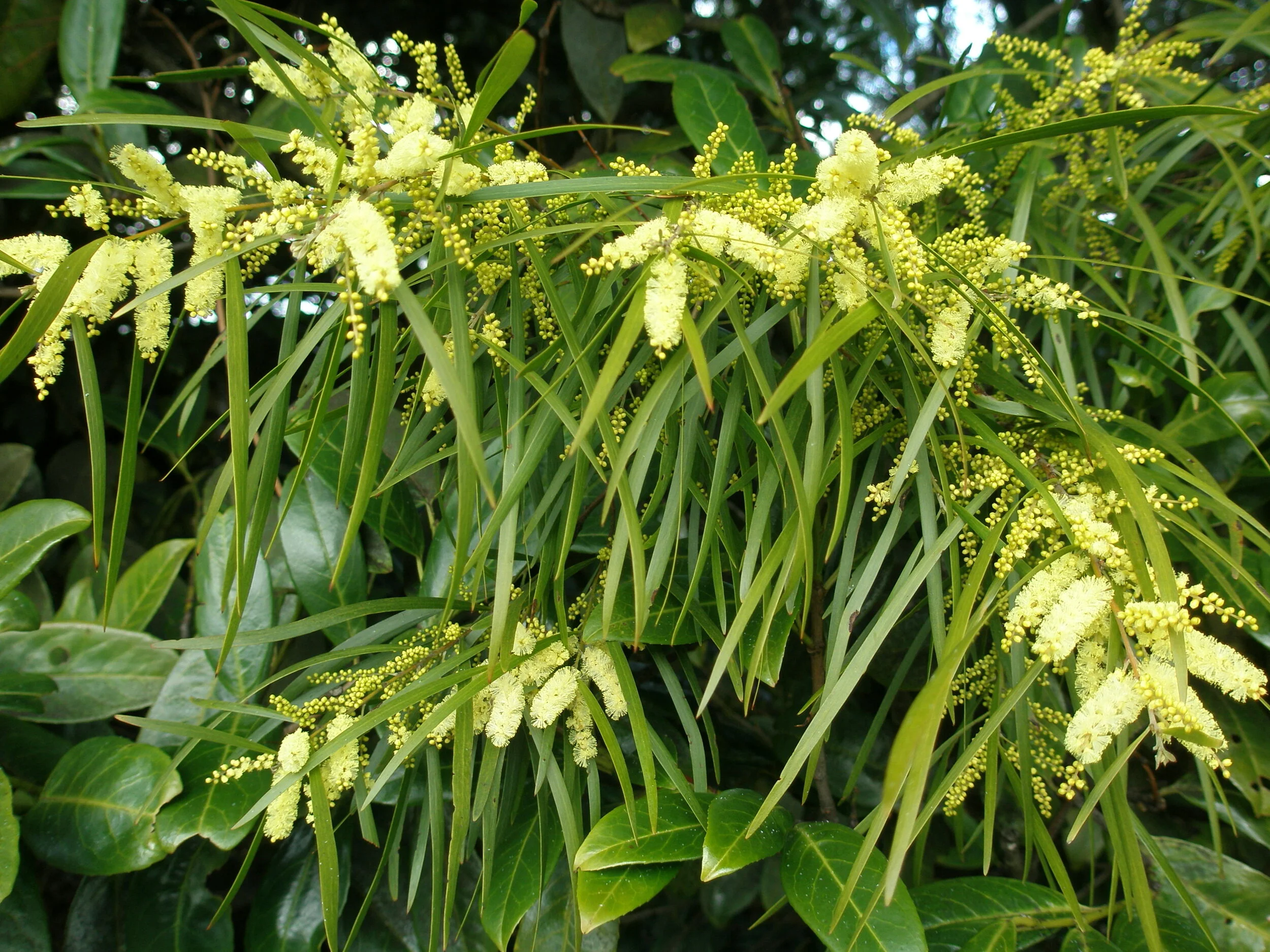 Our History in Tasmania