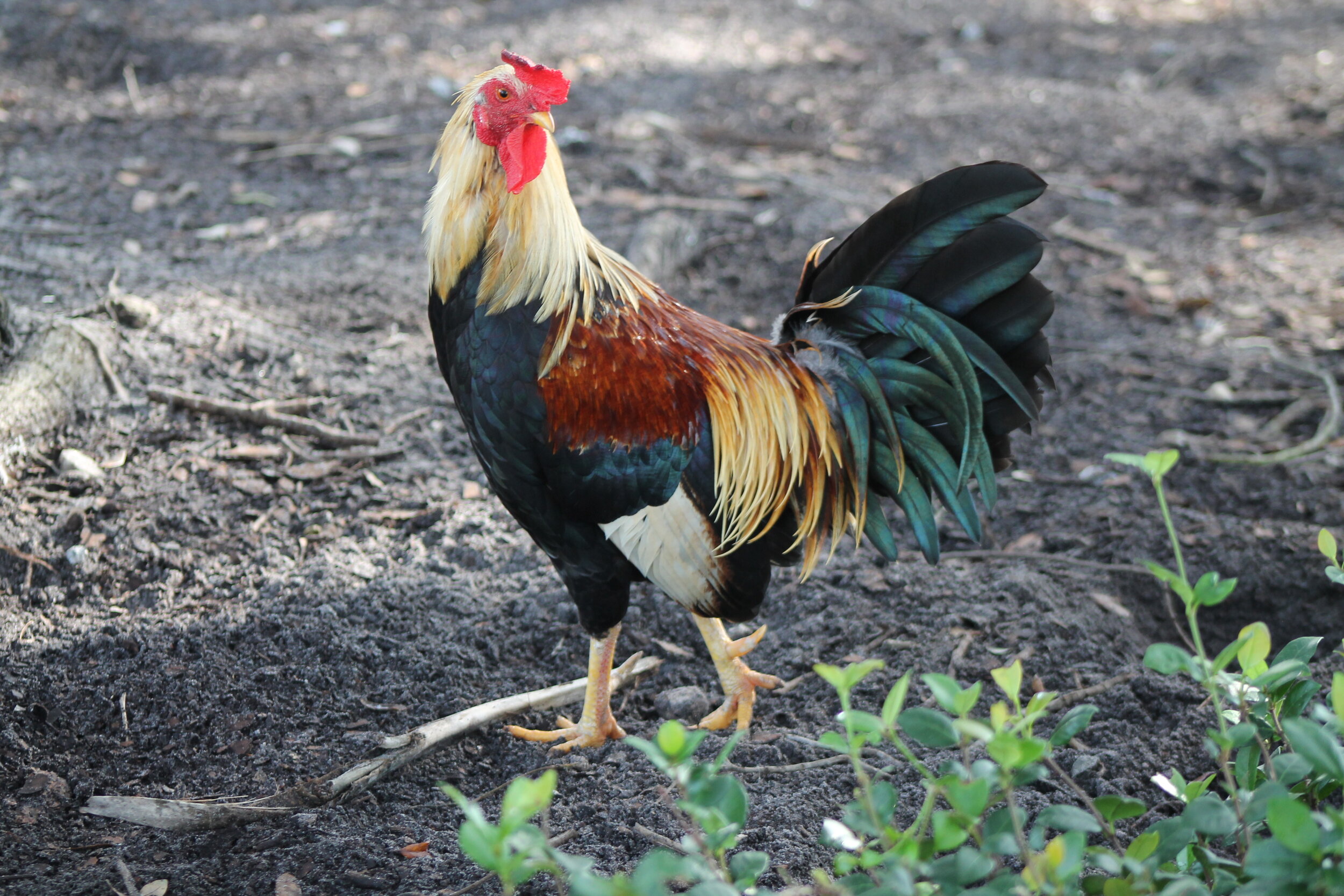 rooster4.jpg