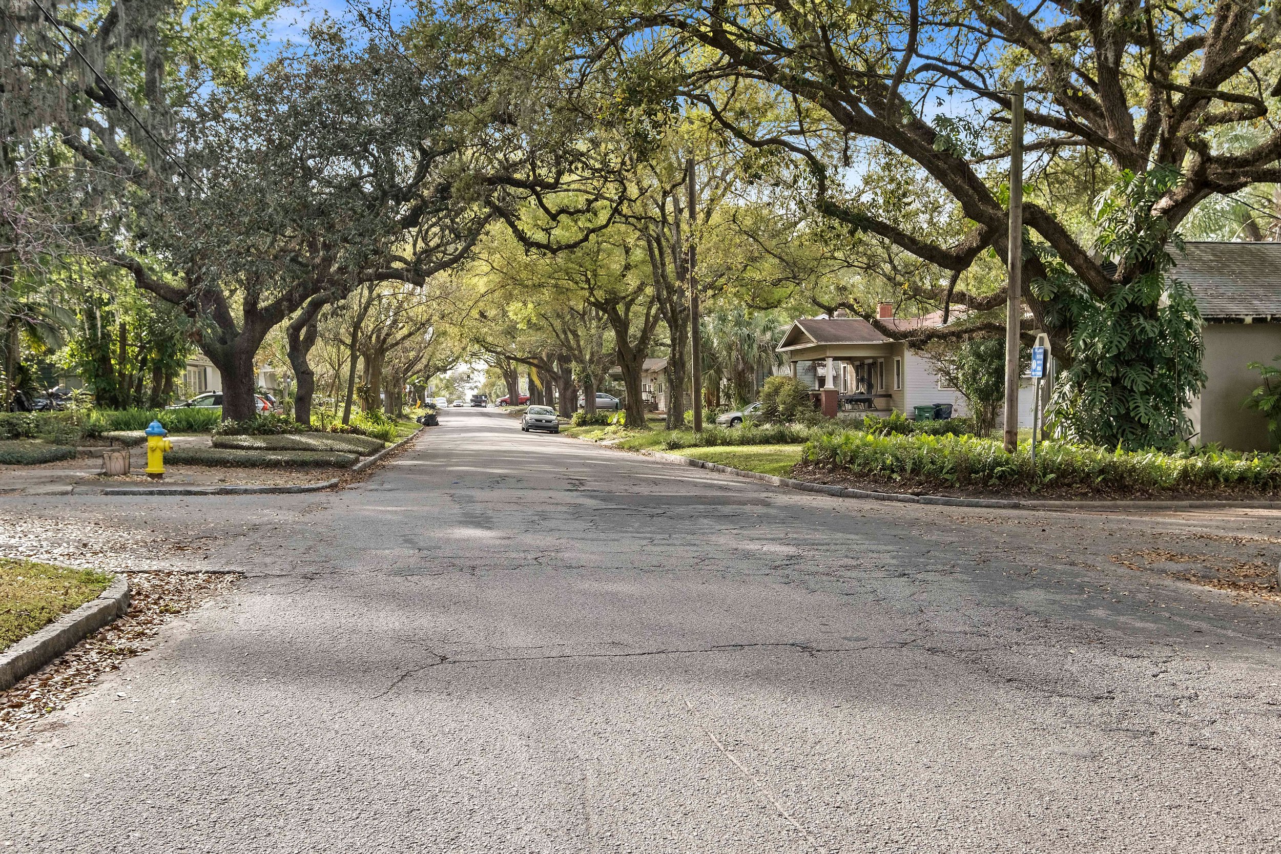 Tree Canopy over Broad Street - Old Seminole Heights