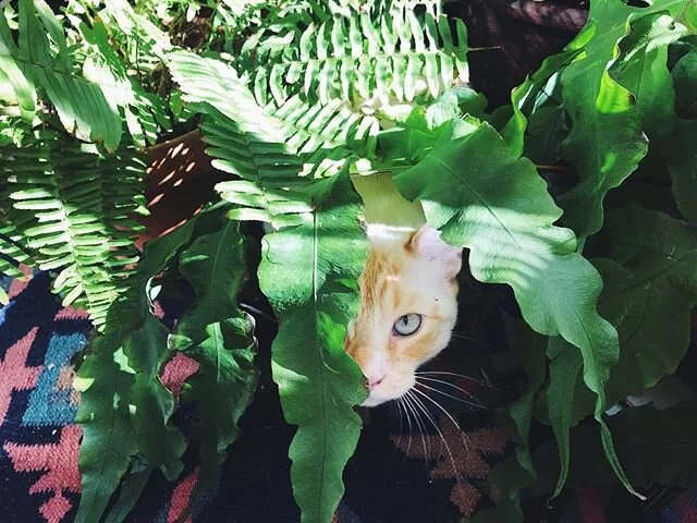 Rawr🌿