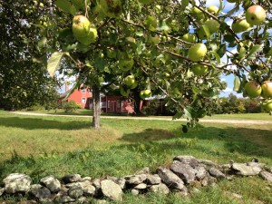 Apples Surrounding Amos Brown House