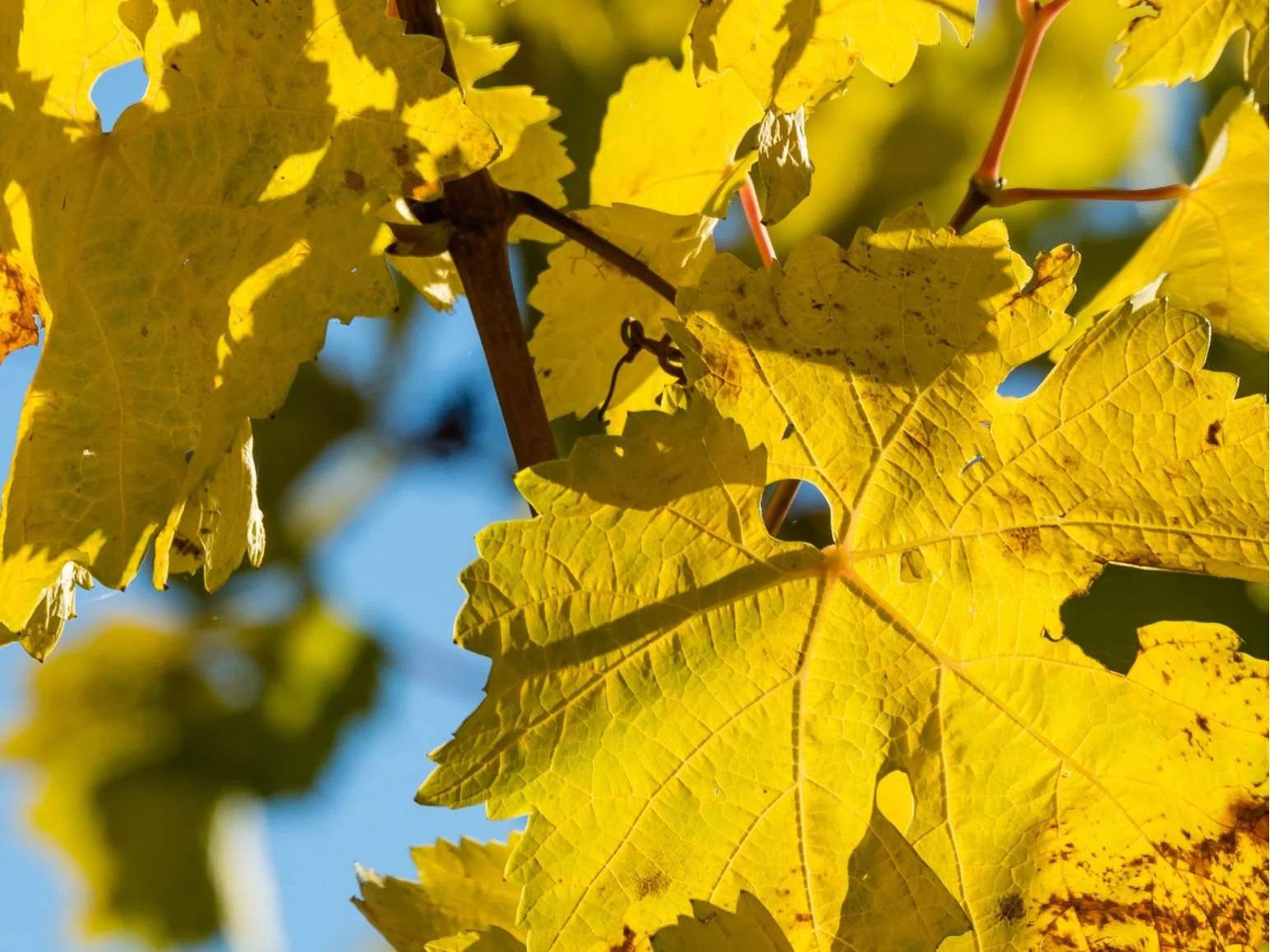 11th Annual Vineyards and Wineries Continuing Education Class Series