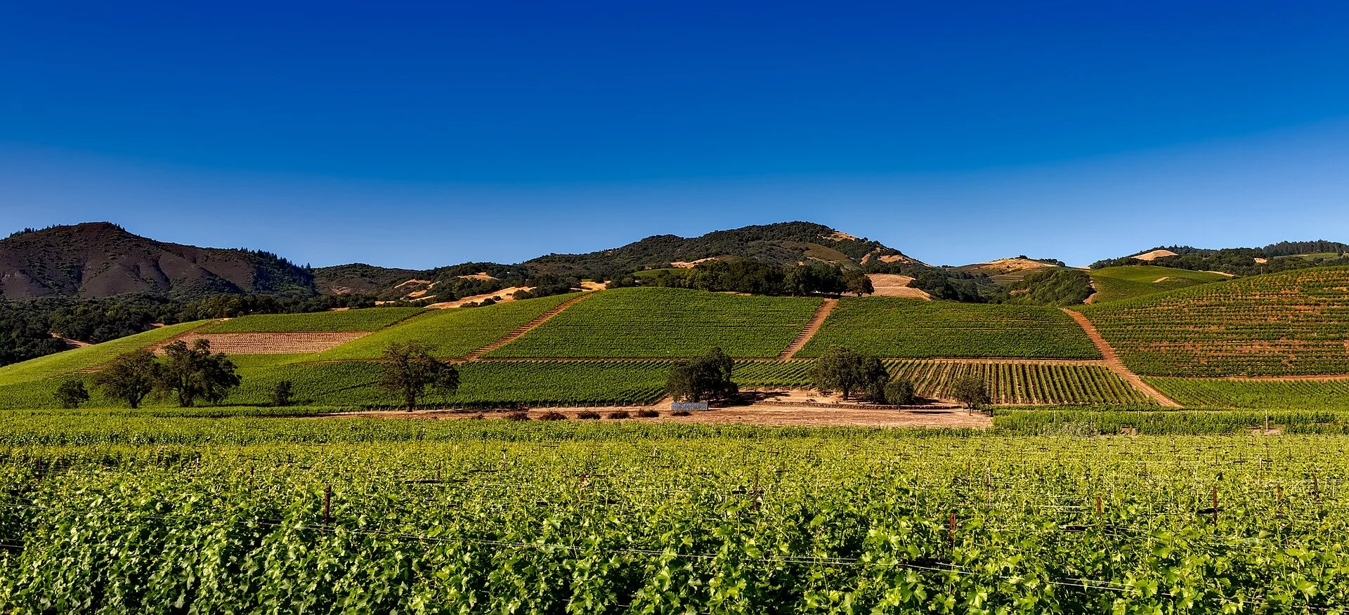 vineyards-1590014_1920.jpg