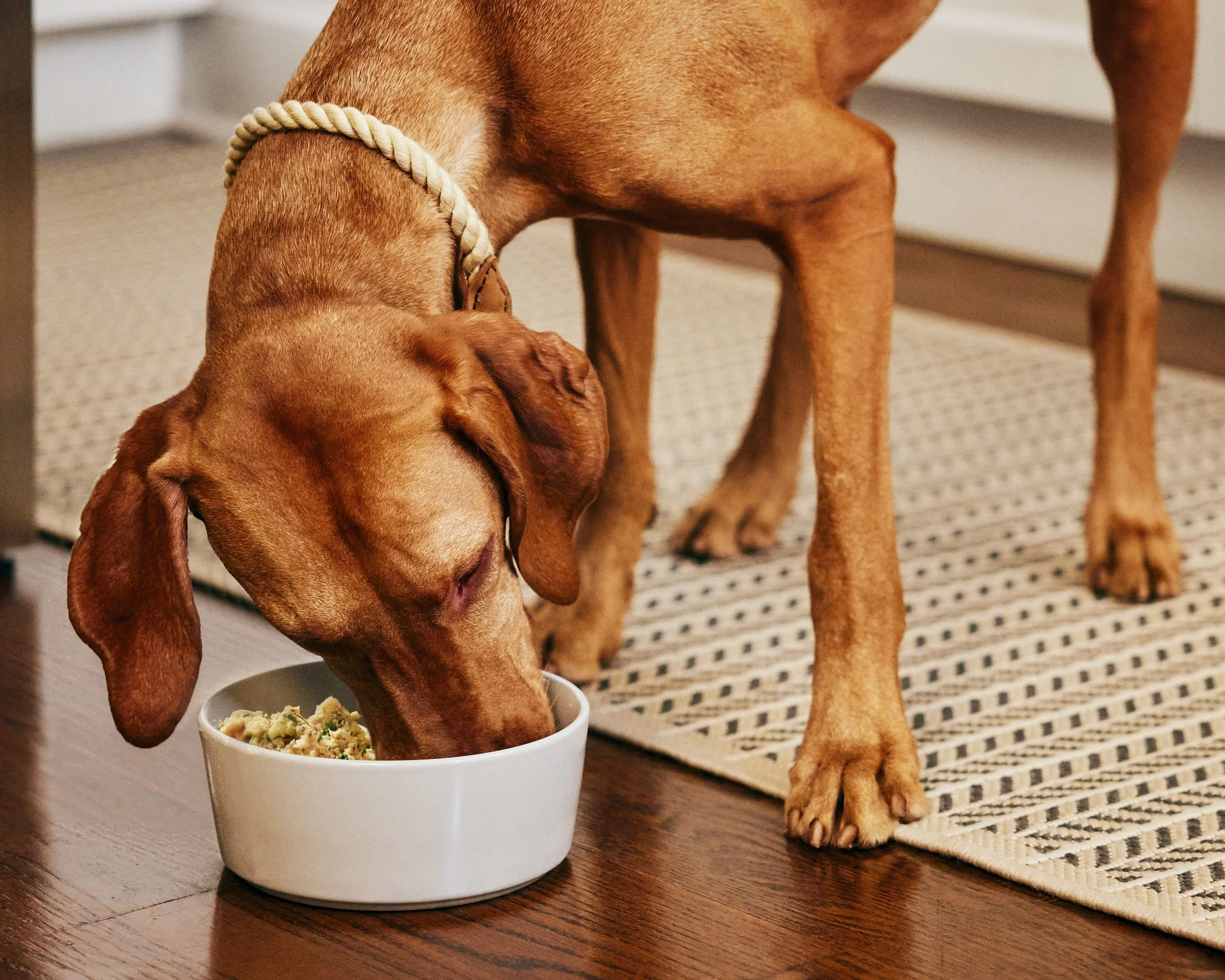 2022.06.15_The Farmers Dog_2533.jpg