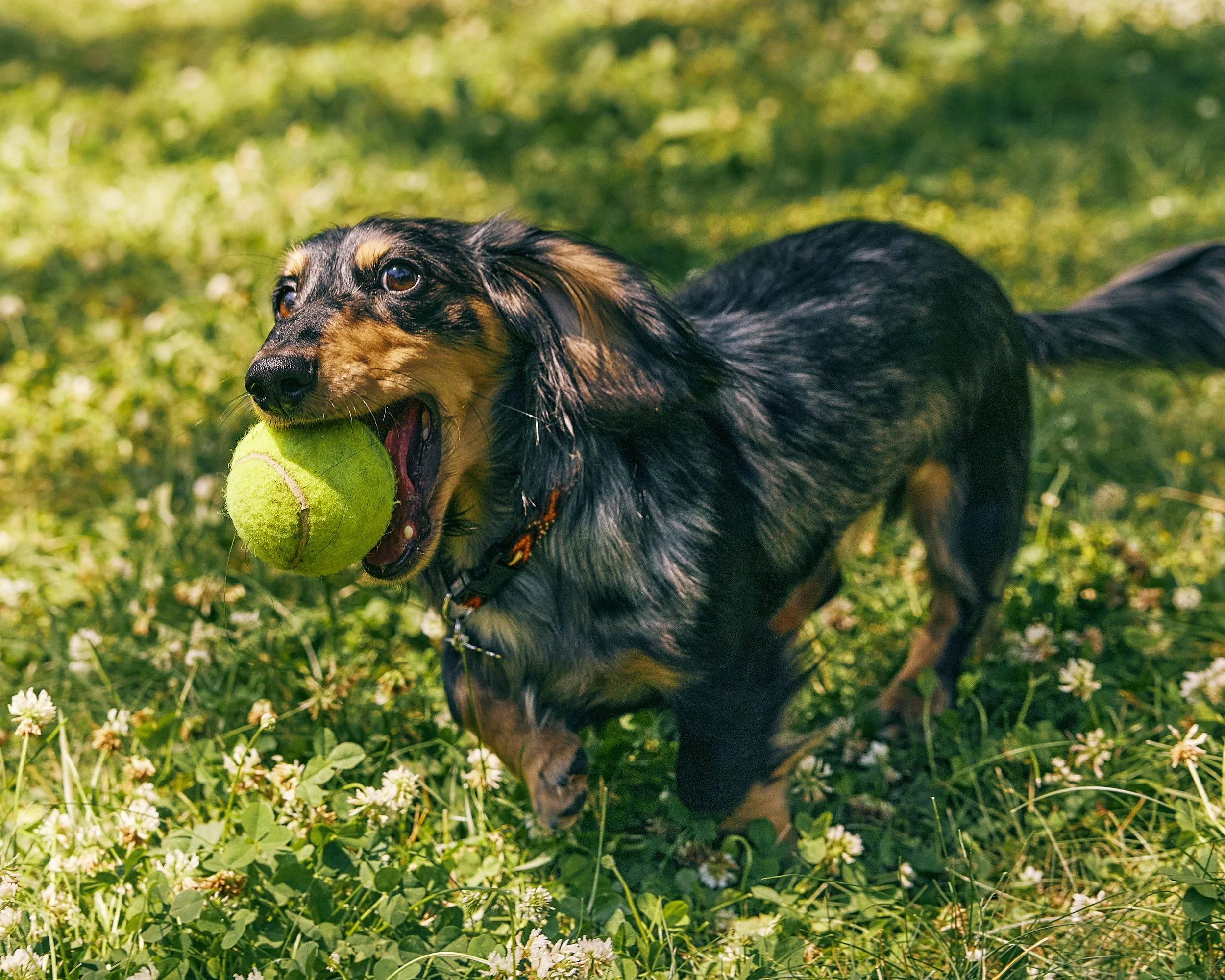 2022.06.15_The Farmers Dog_1740.jpg