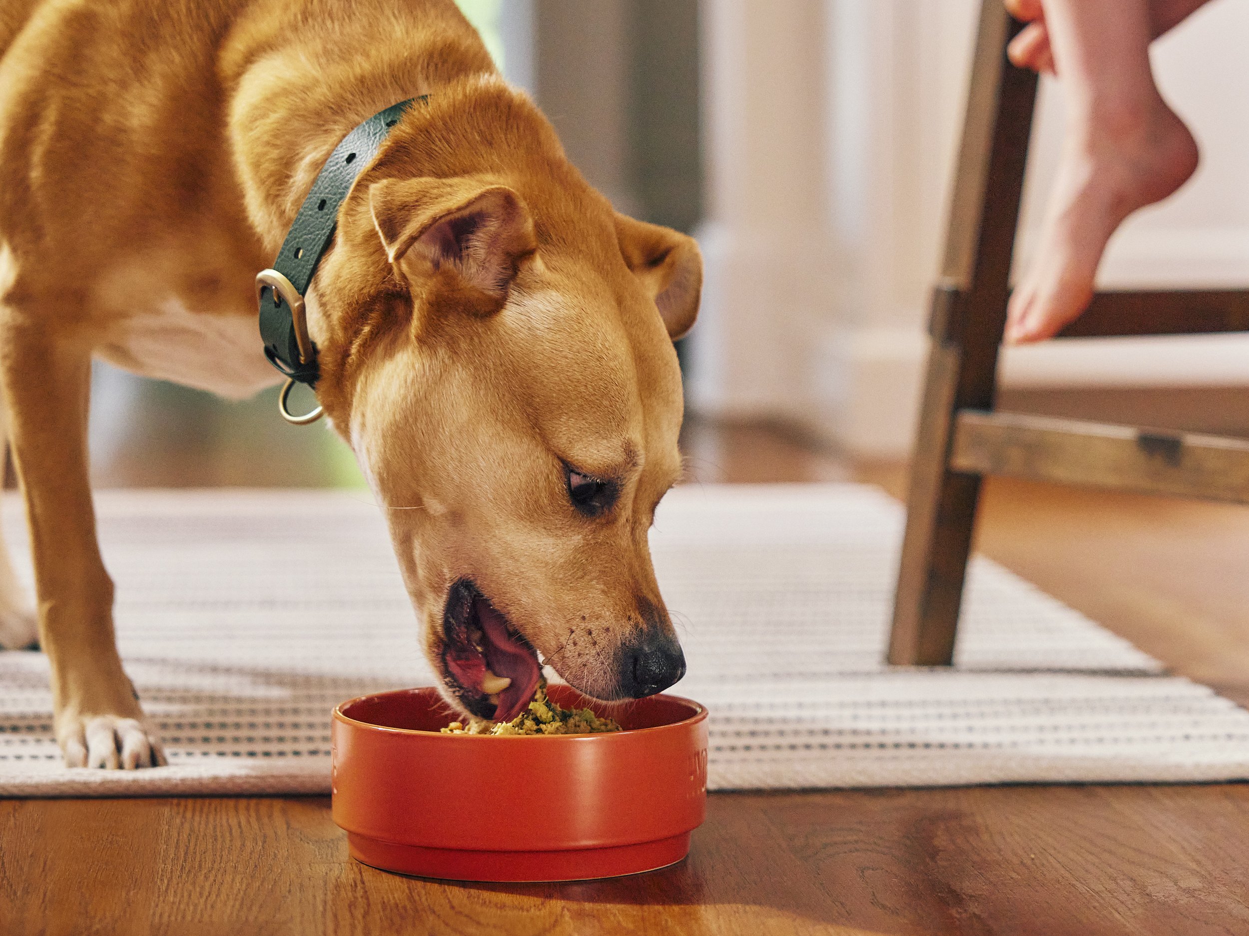 2022.06.15_The Farmers Dog_0595.jpg