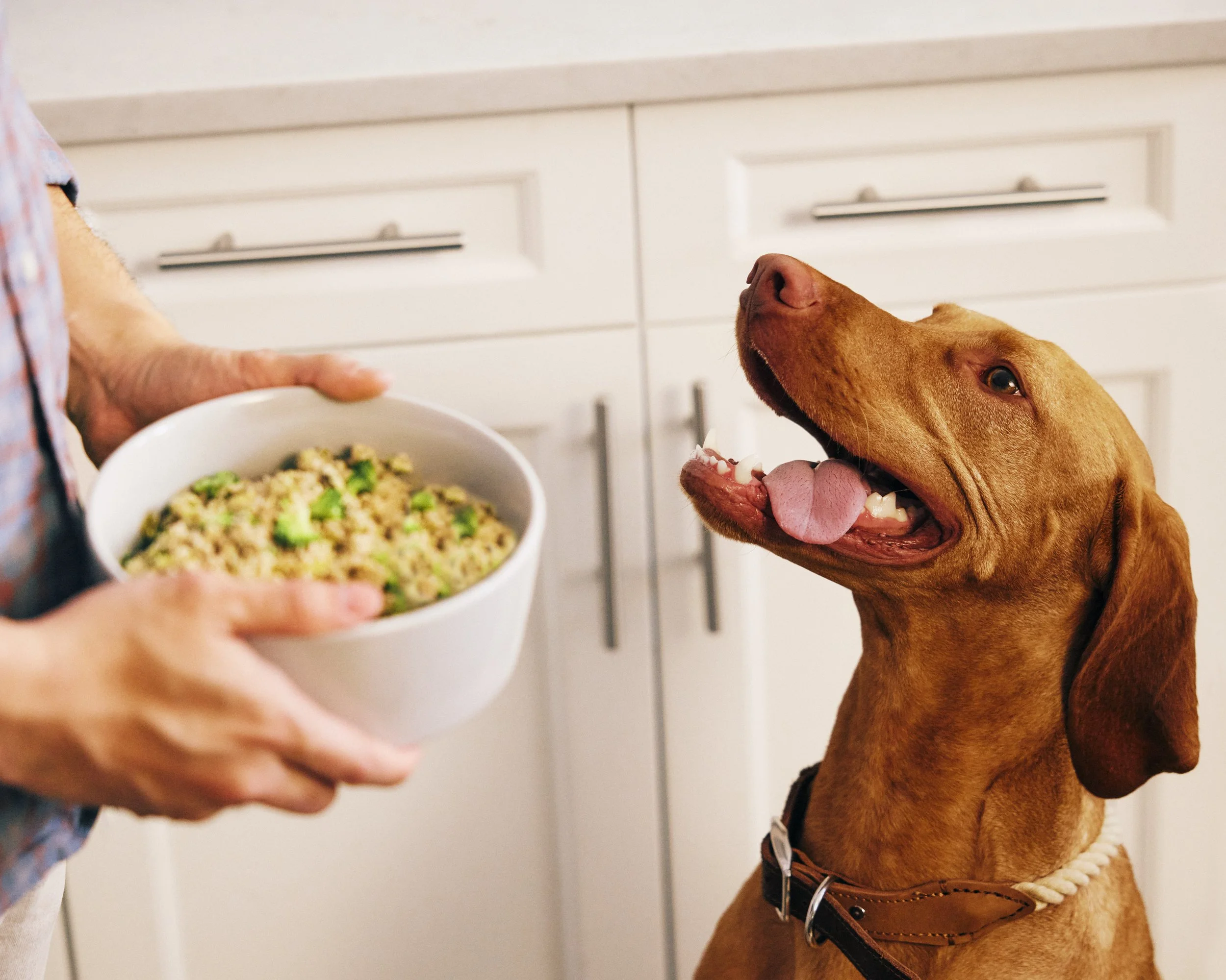 2022.06.15_The Farmers Dog_2320.jpg