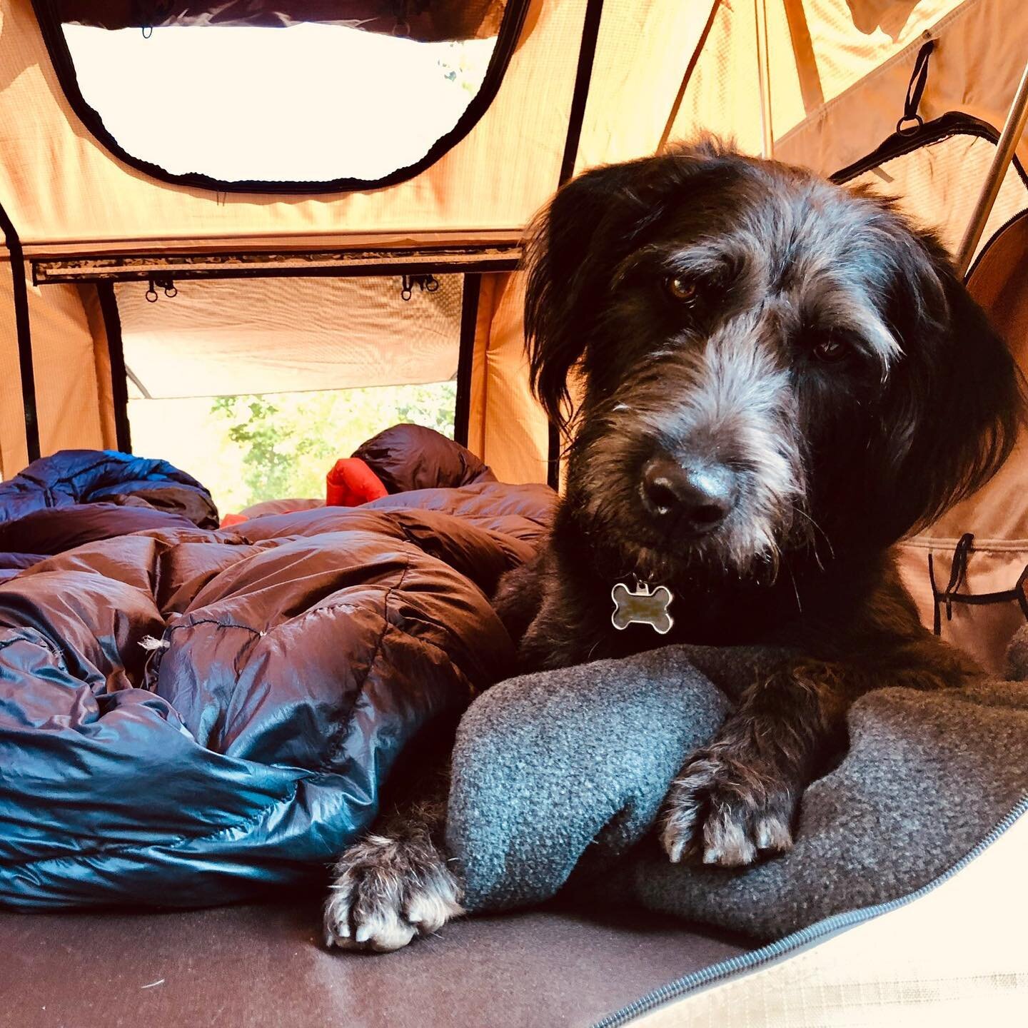 Light, leaves and temperatures are dropping with the sun.  These facts have no bearing on when adventures can be done.  The value of the trip shines in the eyes of your pup.  Always remember to hang out, and then hang up.
#camping #backpacking #pupad