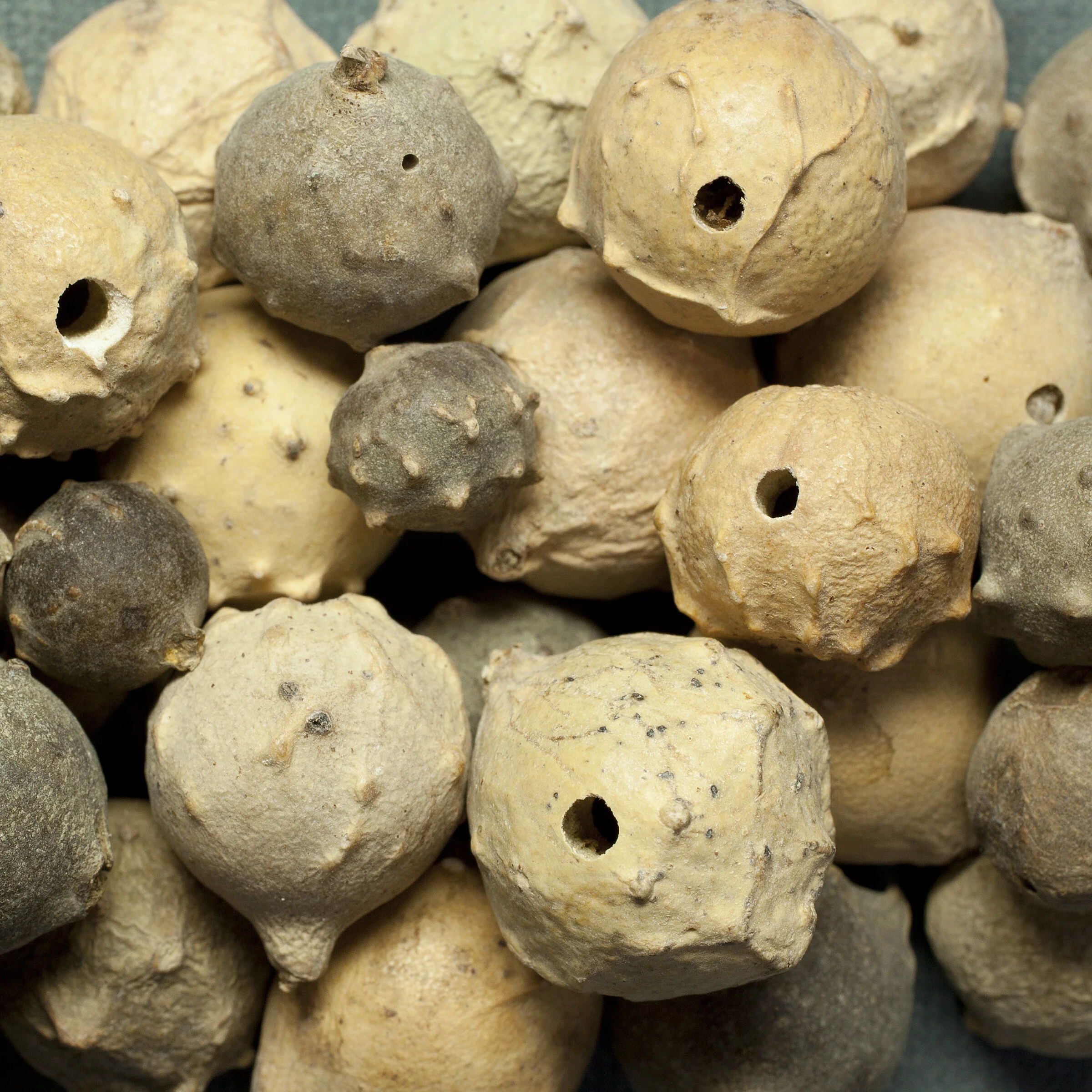 A field guide for the collection of gall nuts — Worthwich School