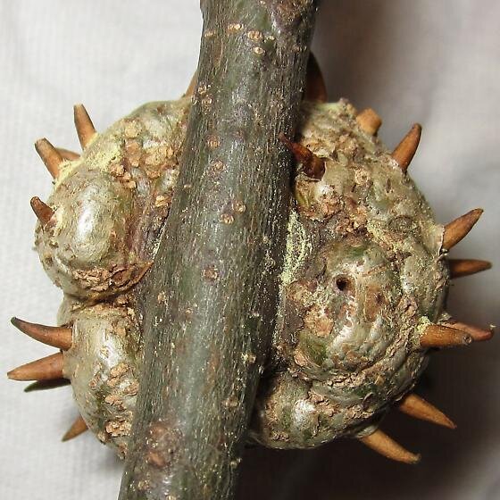 A field guide for the collection of gall nuts — Worthwich School