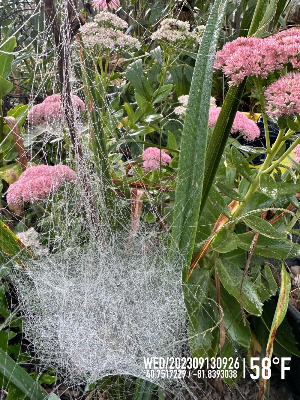a large spiderweb between plant stalks, green leaves, and pink butterfly plants.
