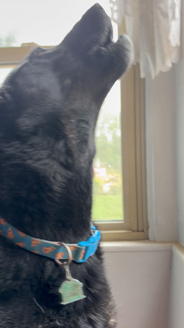 20261004_100250.gif
