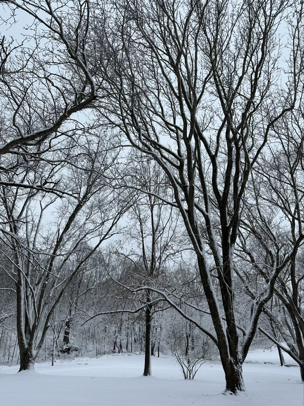 more fucking snow on trees but at least it's pretty