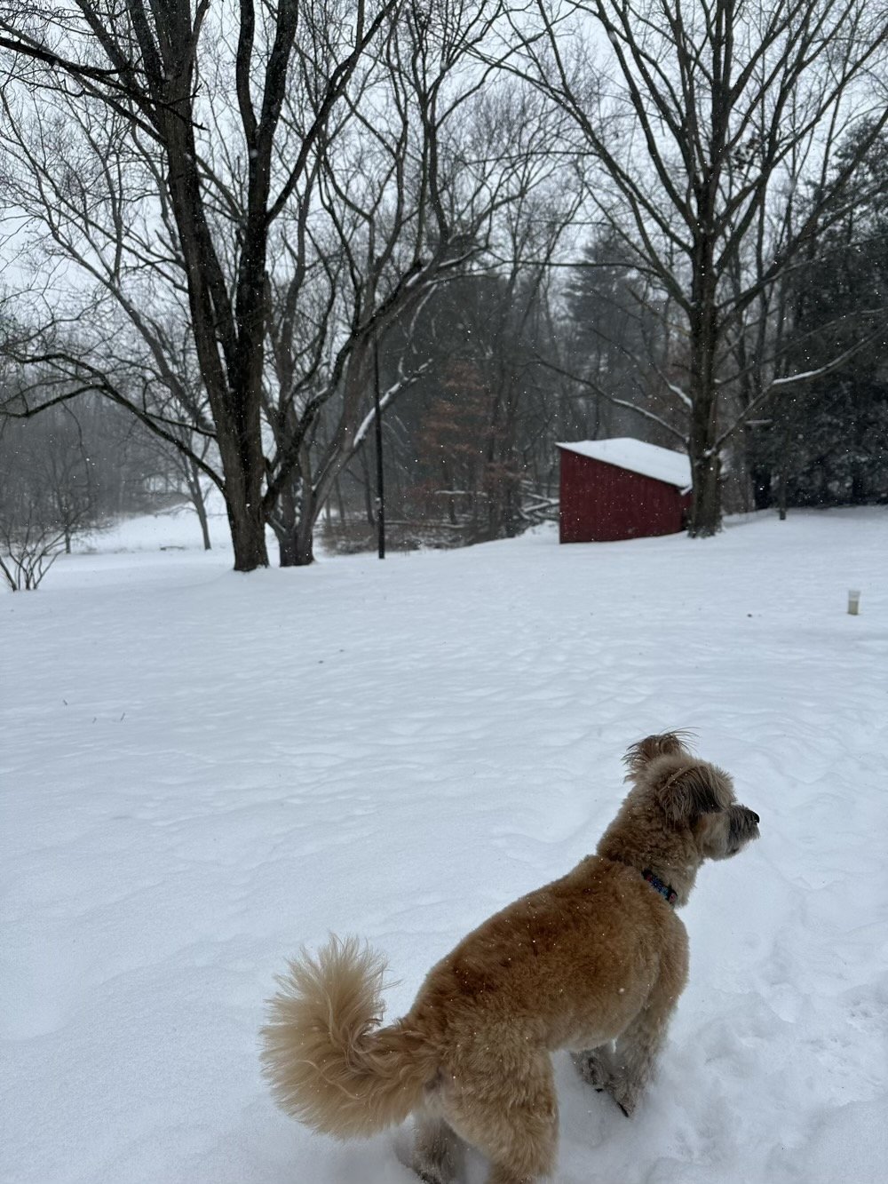 a morkie stands in the snow, surveying her kingdom