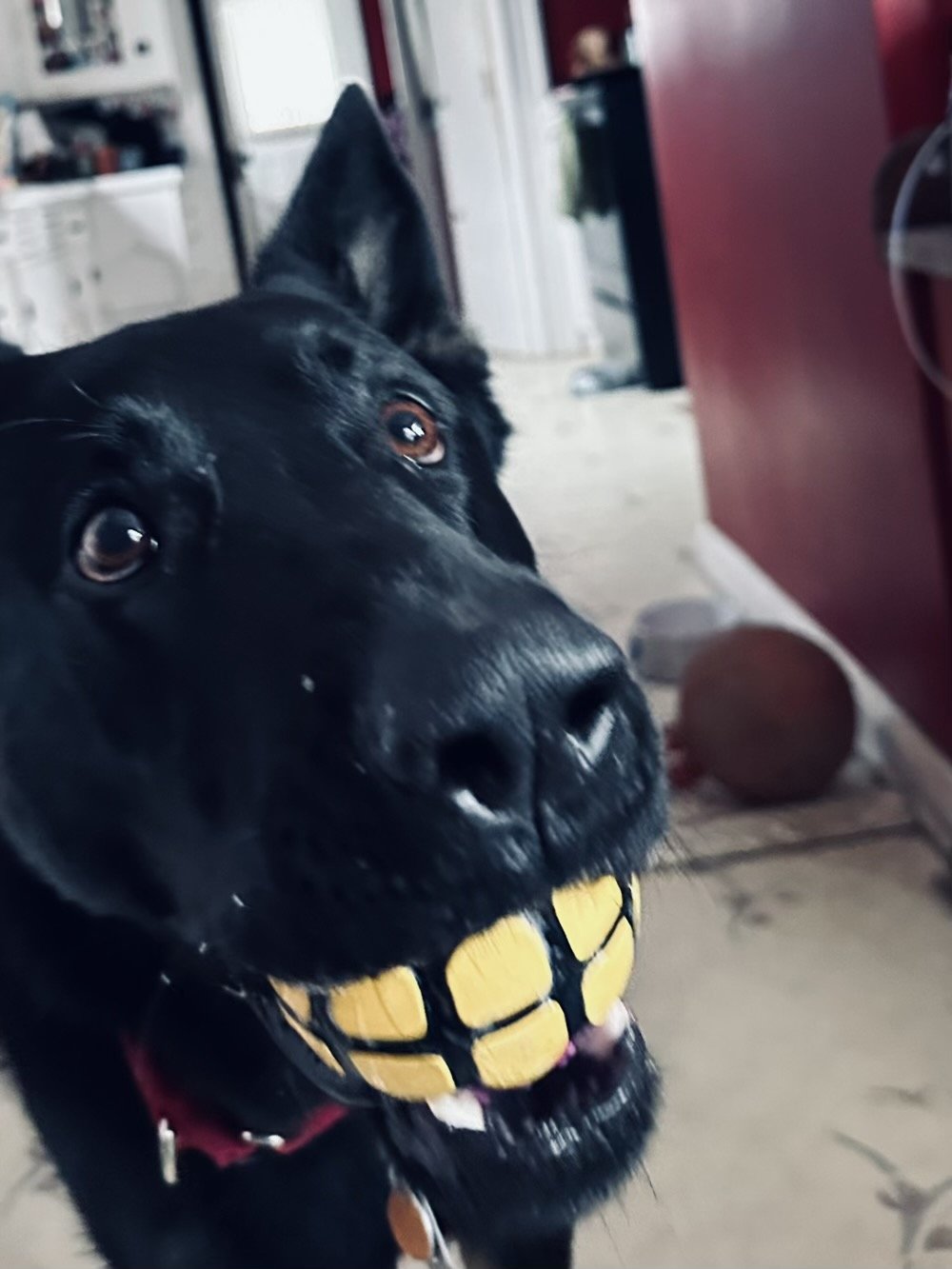 A german shepherd with a ball in his mouth that makes him look like he has dentures. Hilarity ensues.