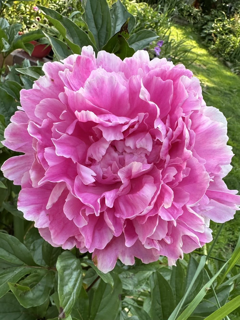 pretty peony