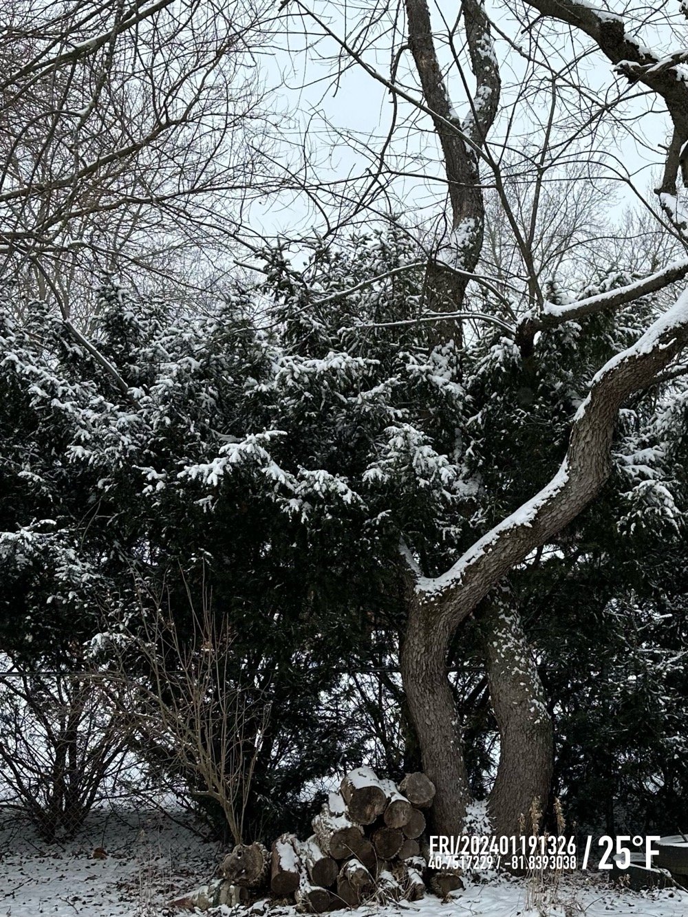 snowy pine trees and a pile of wood