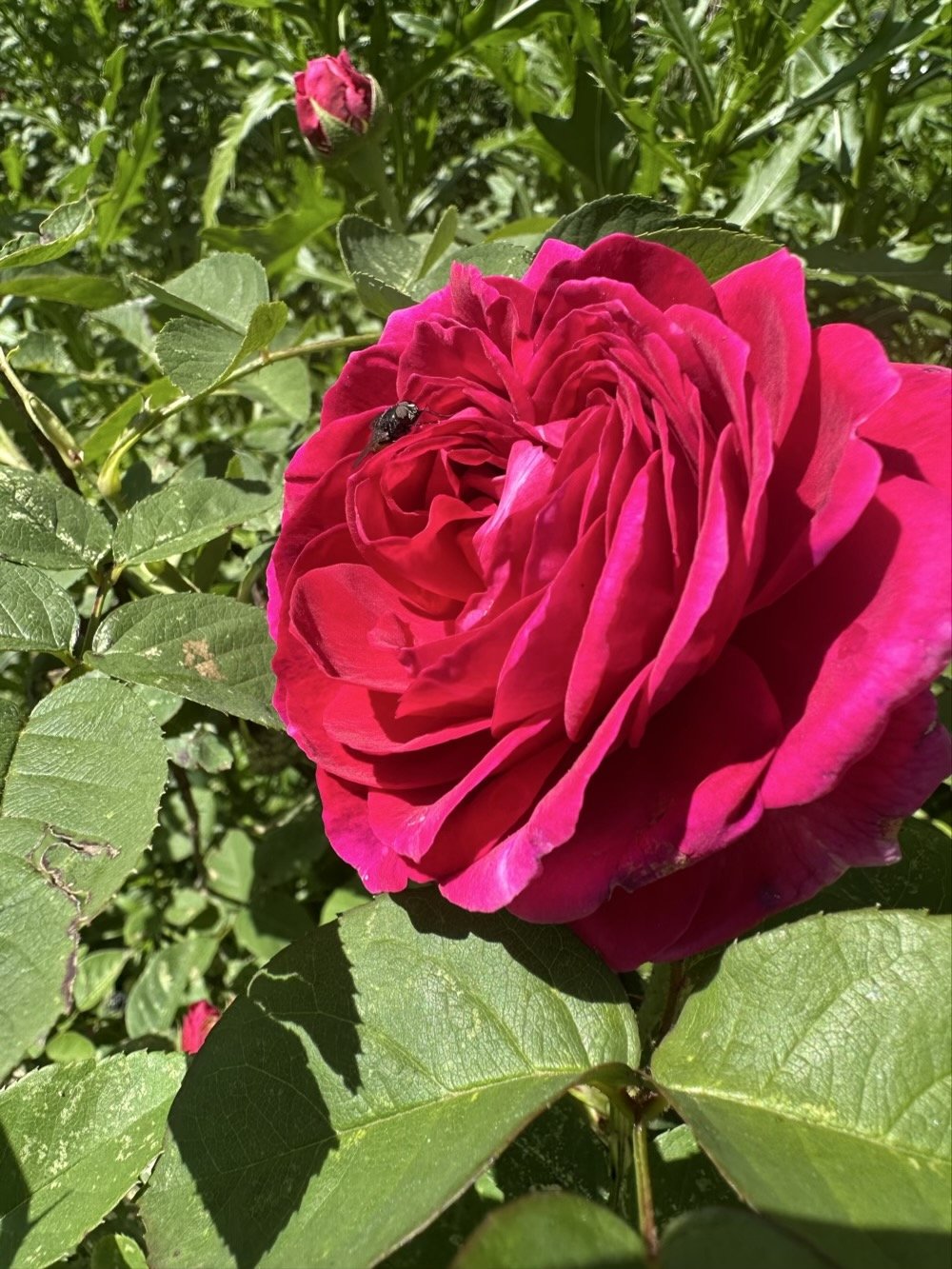 rose with a fly on it