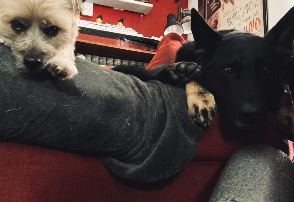a morkie and a german shepherd stare at you from above.