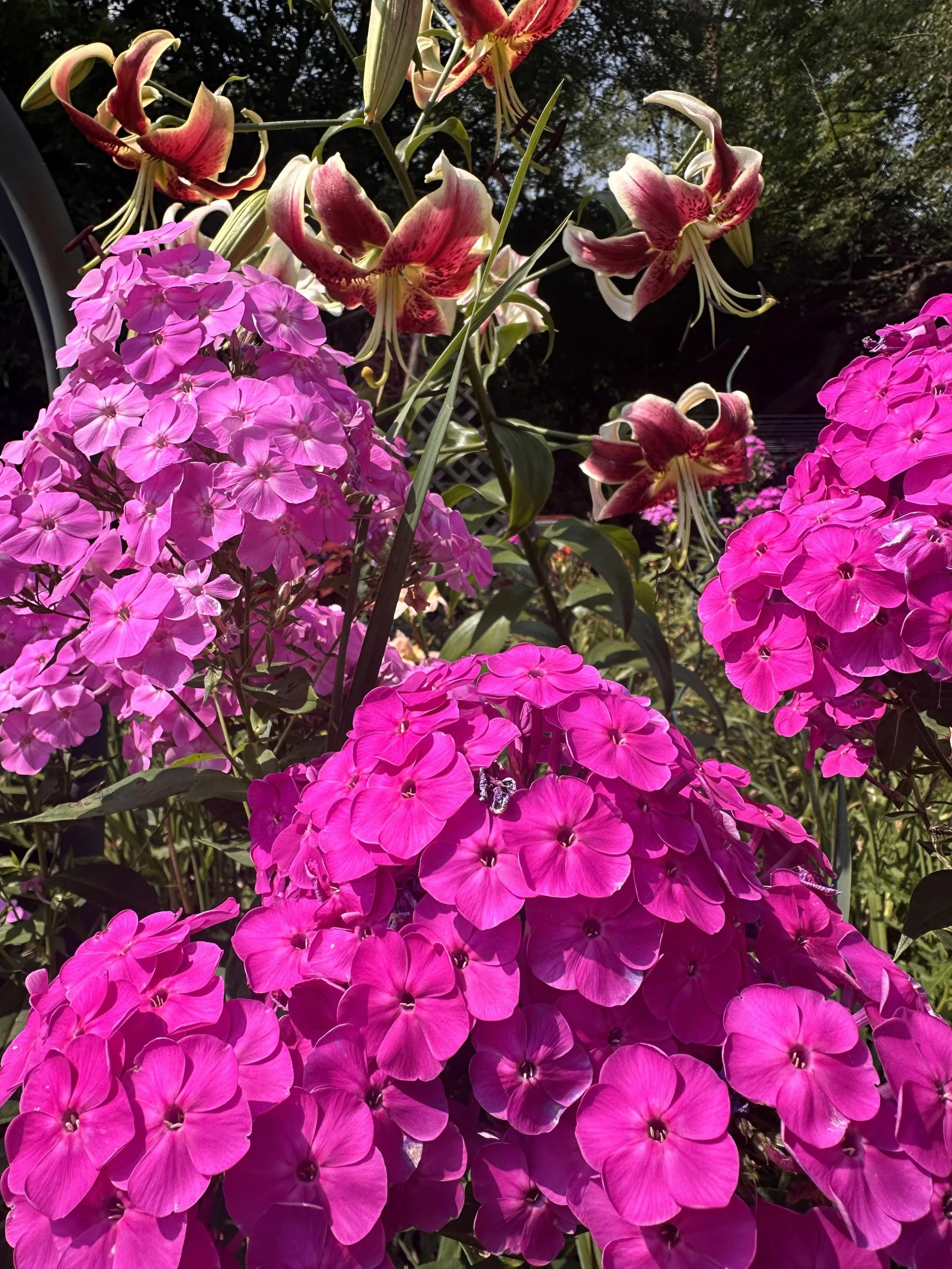 IMG_3873.jpeg