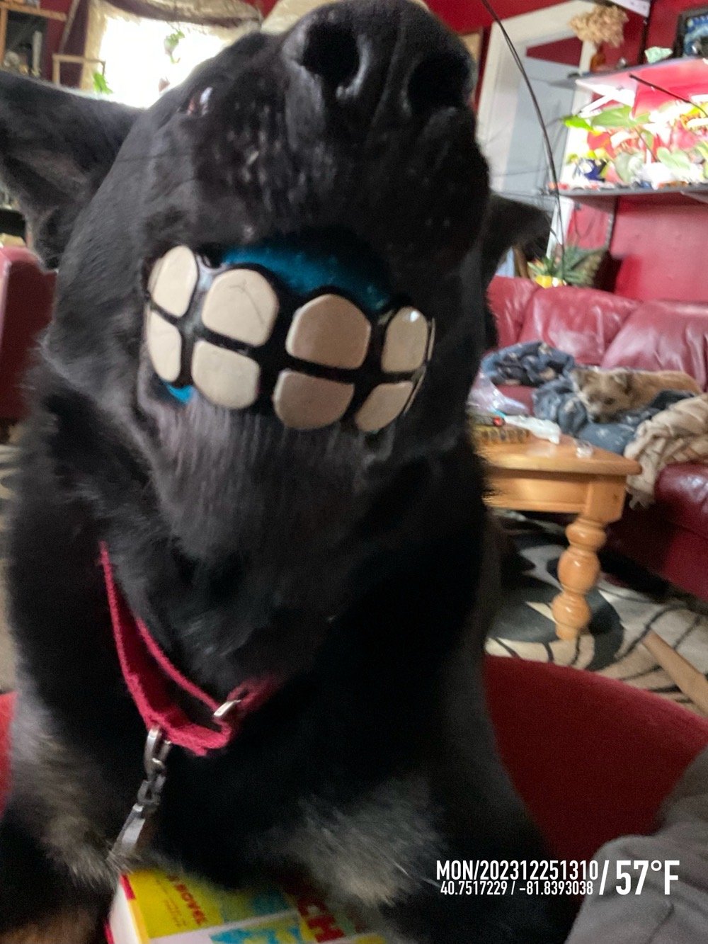 black dog with teeth ball