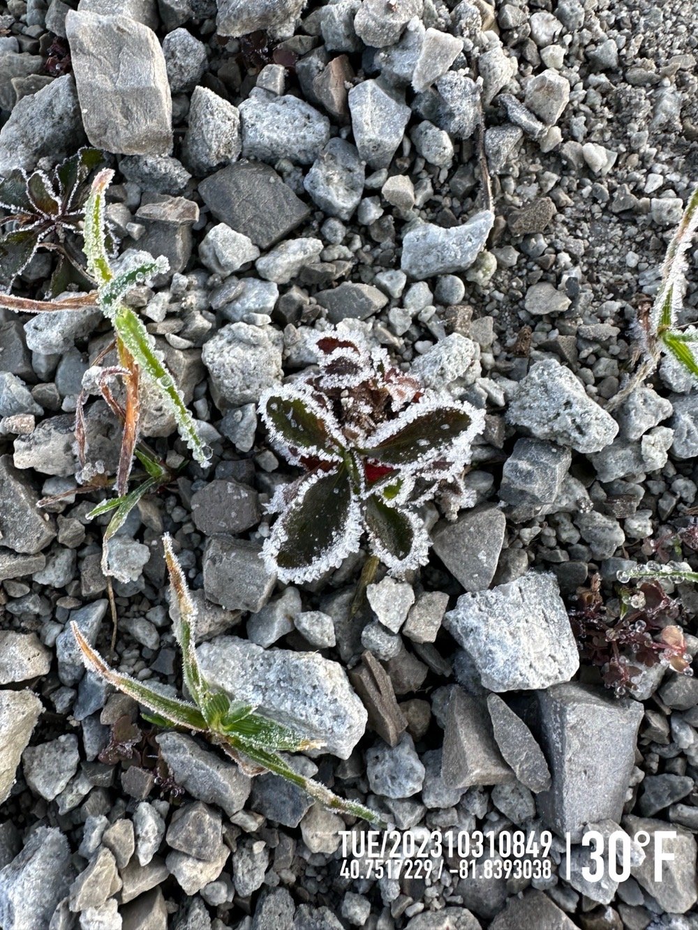 grey stones, frozen green grass and weeds on the running trail.