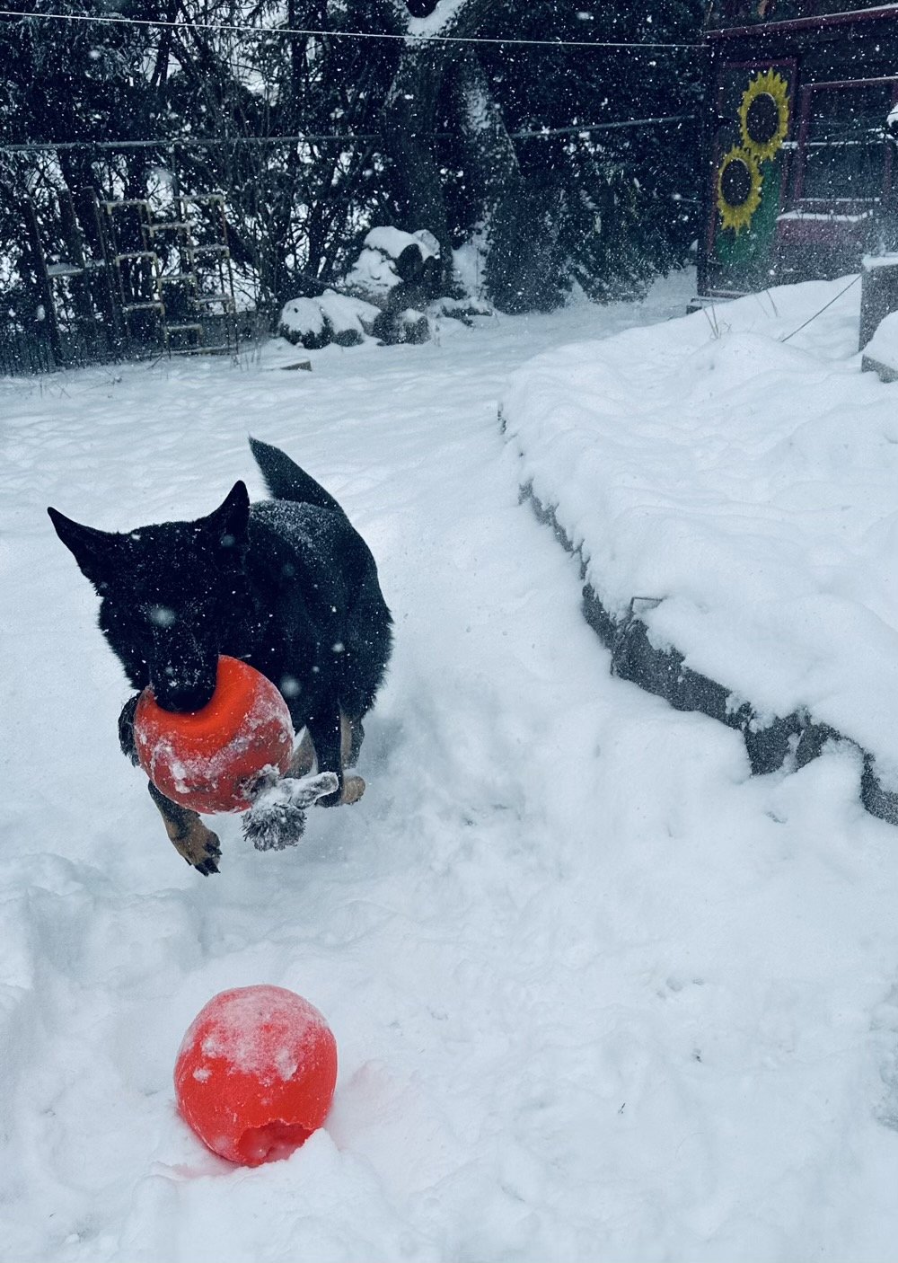 a black german shepherd plays with two red balls in the very white and fluffy snow
