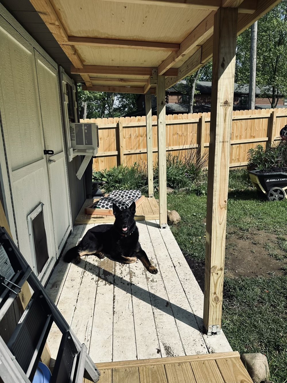 a happy black german shepherd on his shedporch