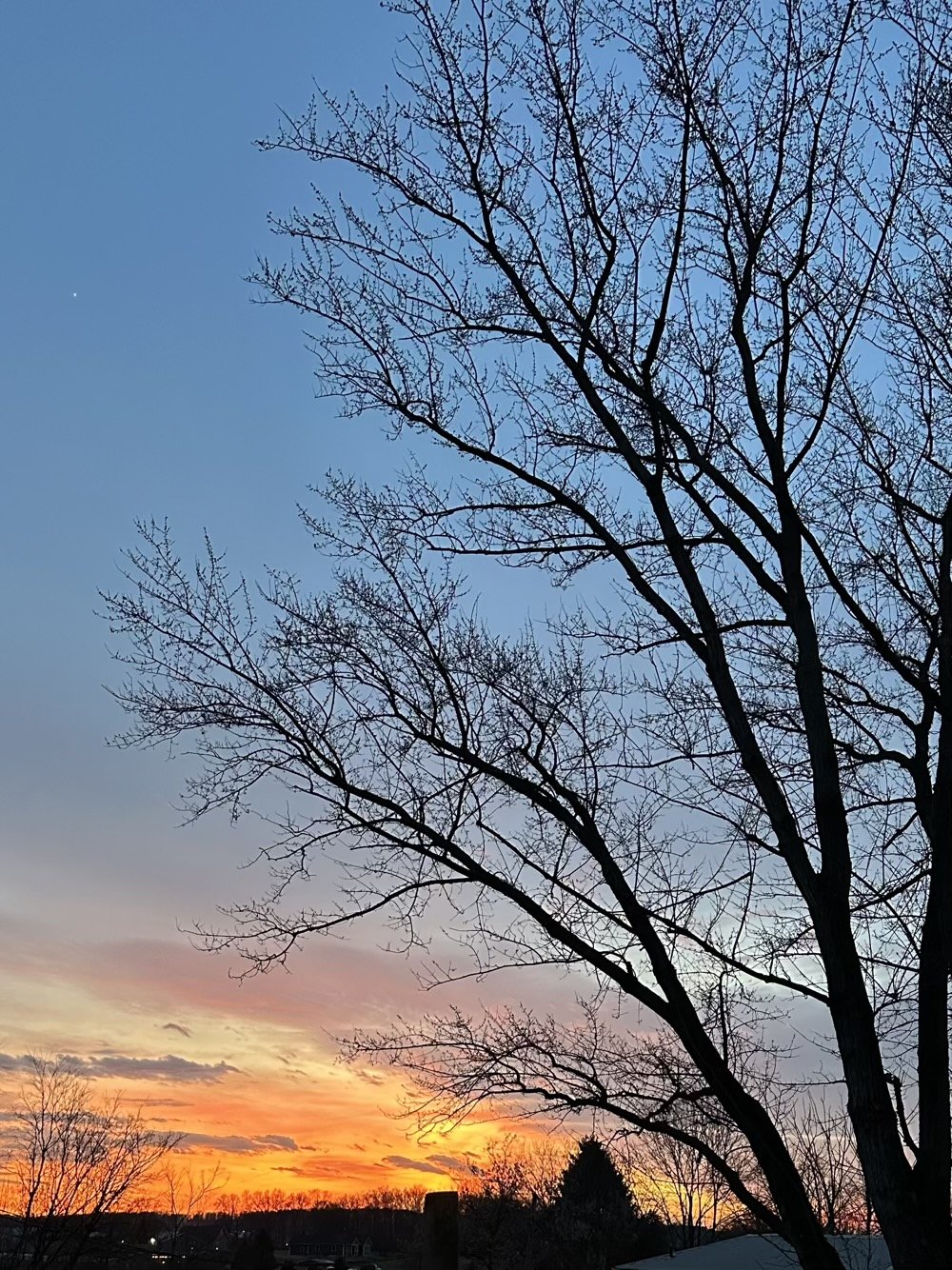 pretty sunset big tree