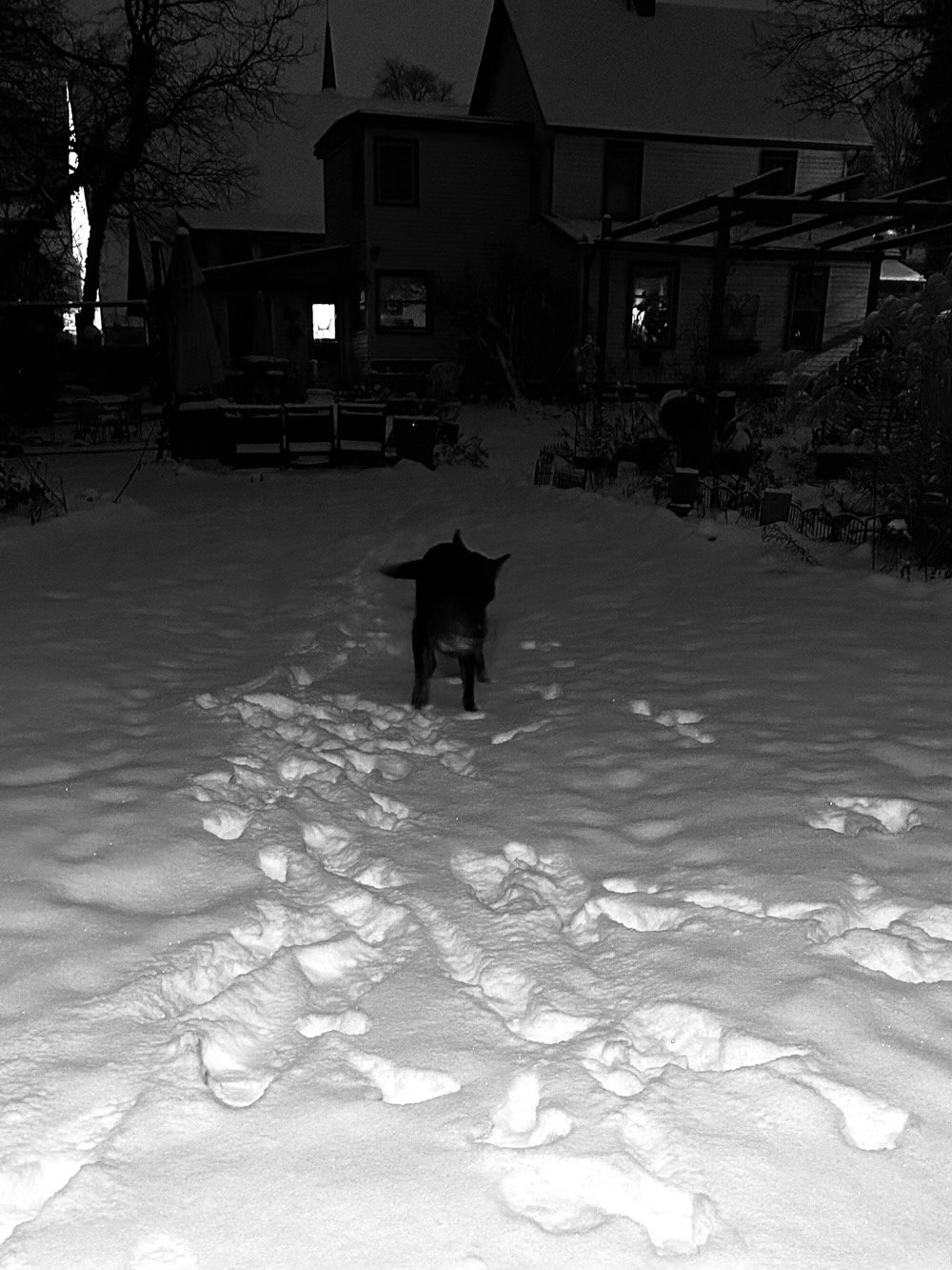 a black dog frolics in the snow