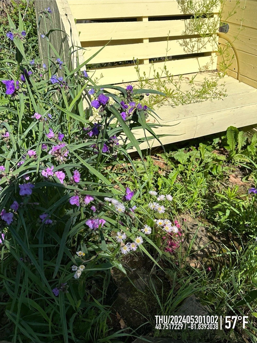 yellow bench, green leaves, purple flowers, my shadow.