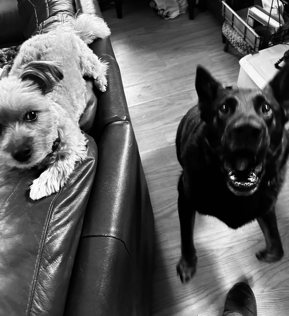 in black and white, a boisterous german shepherd jumps while a concerned morkie looks on